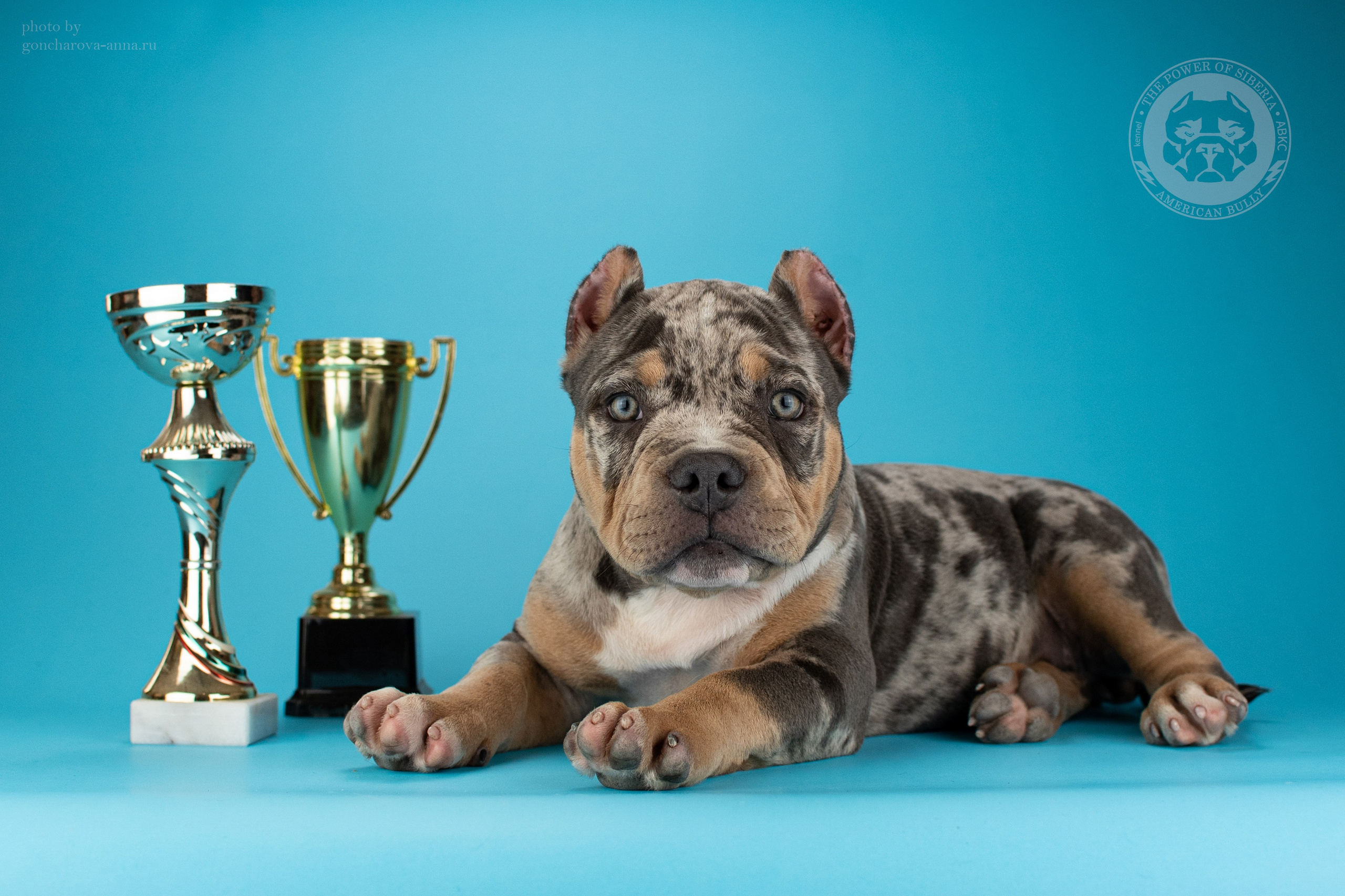 продажа щенков Американского в Санкт-Петербурге