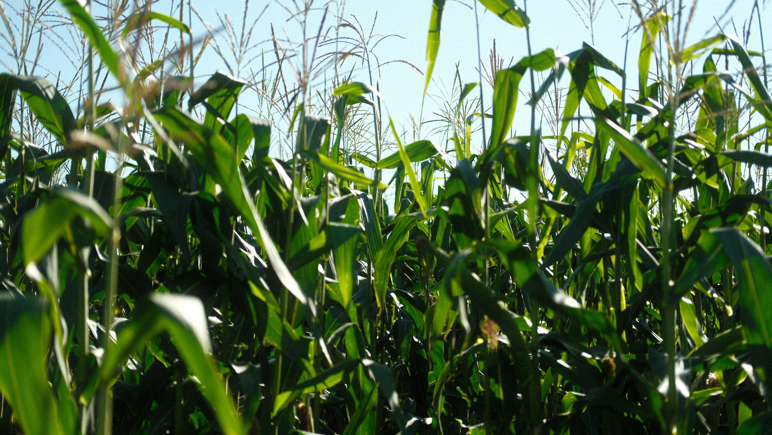Фотограф Сергей Красников