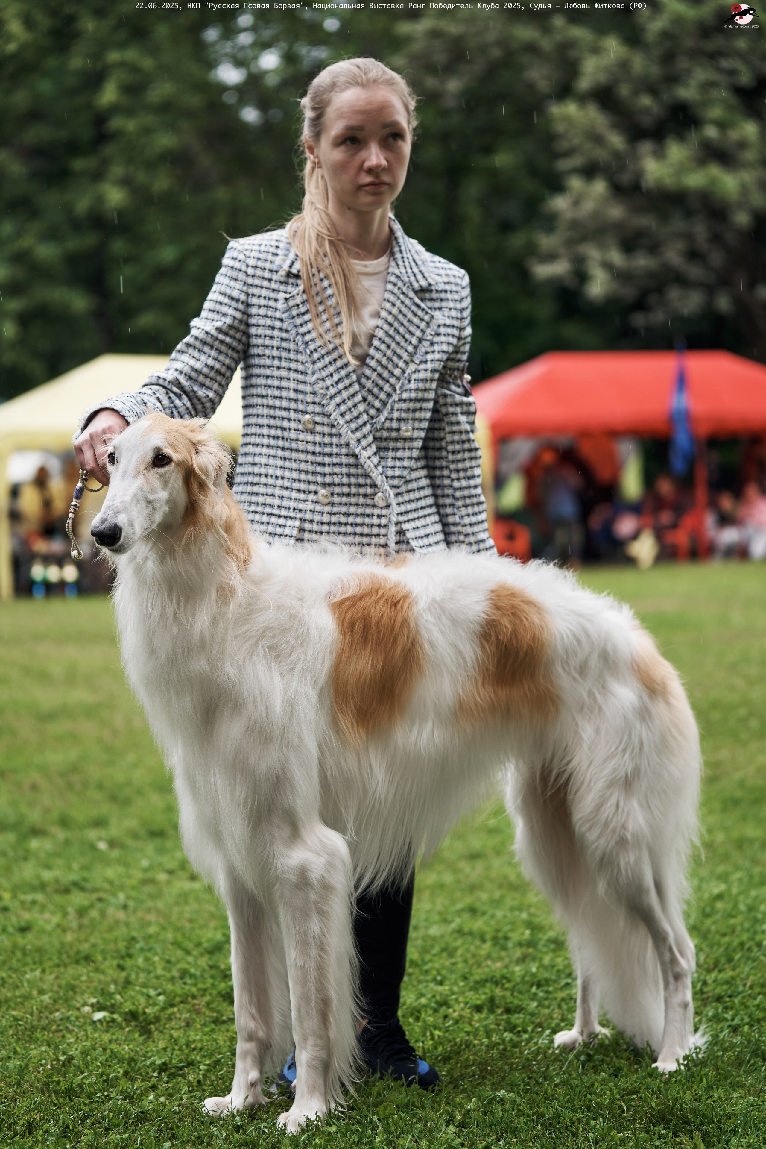 22.06.2025 | Национальная Выставка НКП "Русская Псовая Борзая"