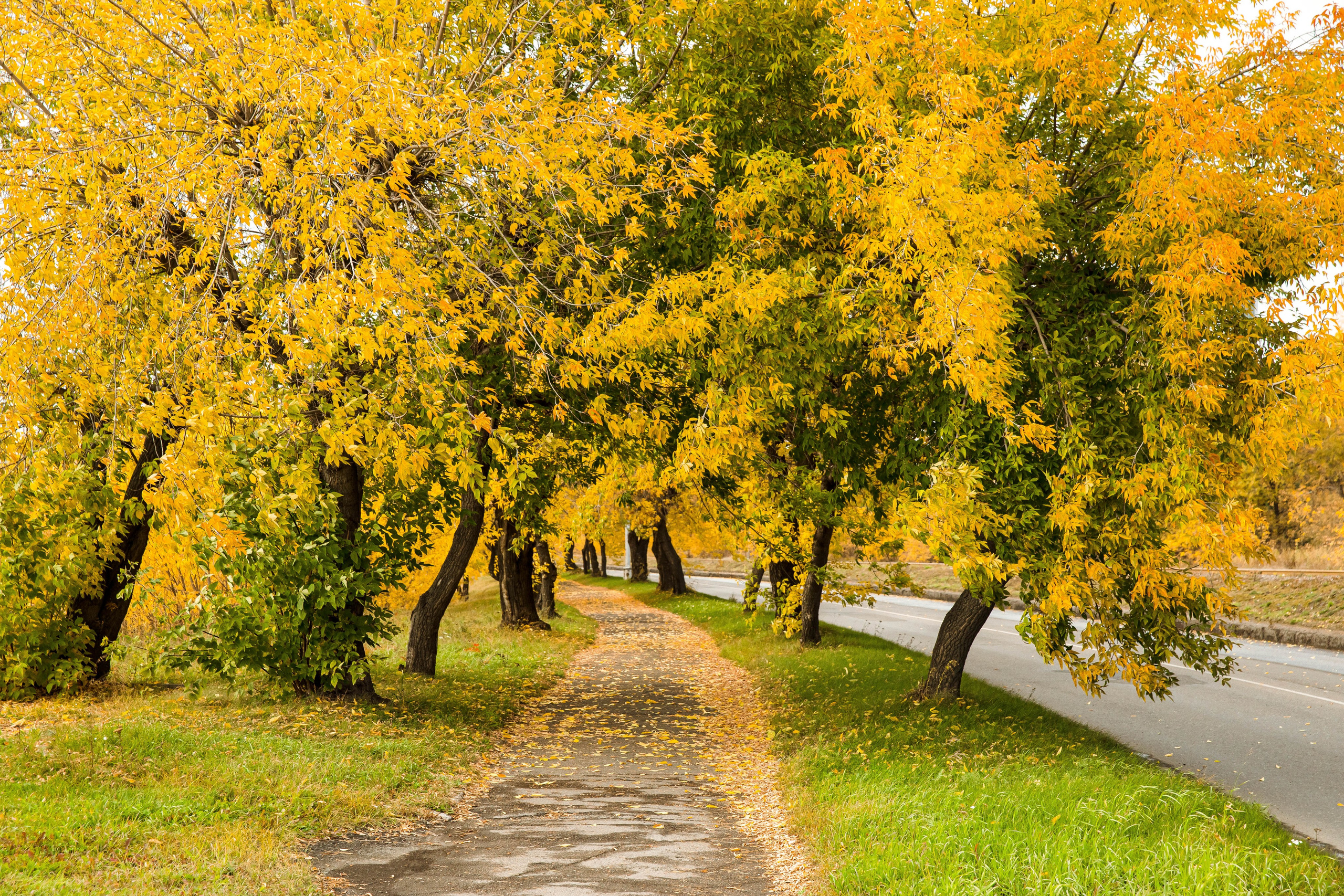 Осень в парке. Семейный и детский фотограф в Железногорске Саламахо Ольга