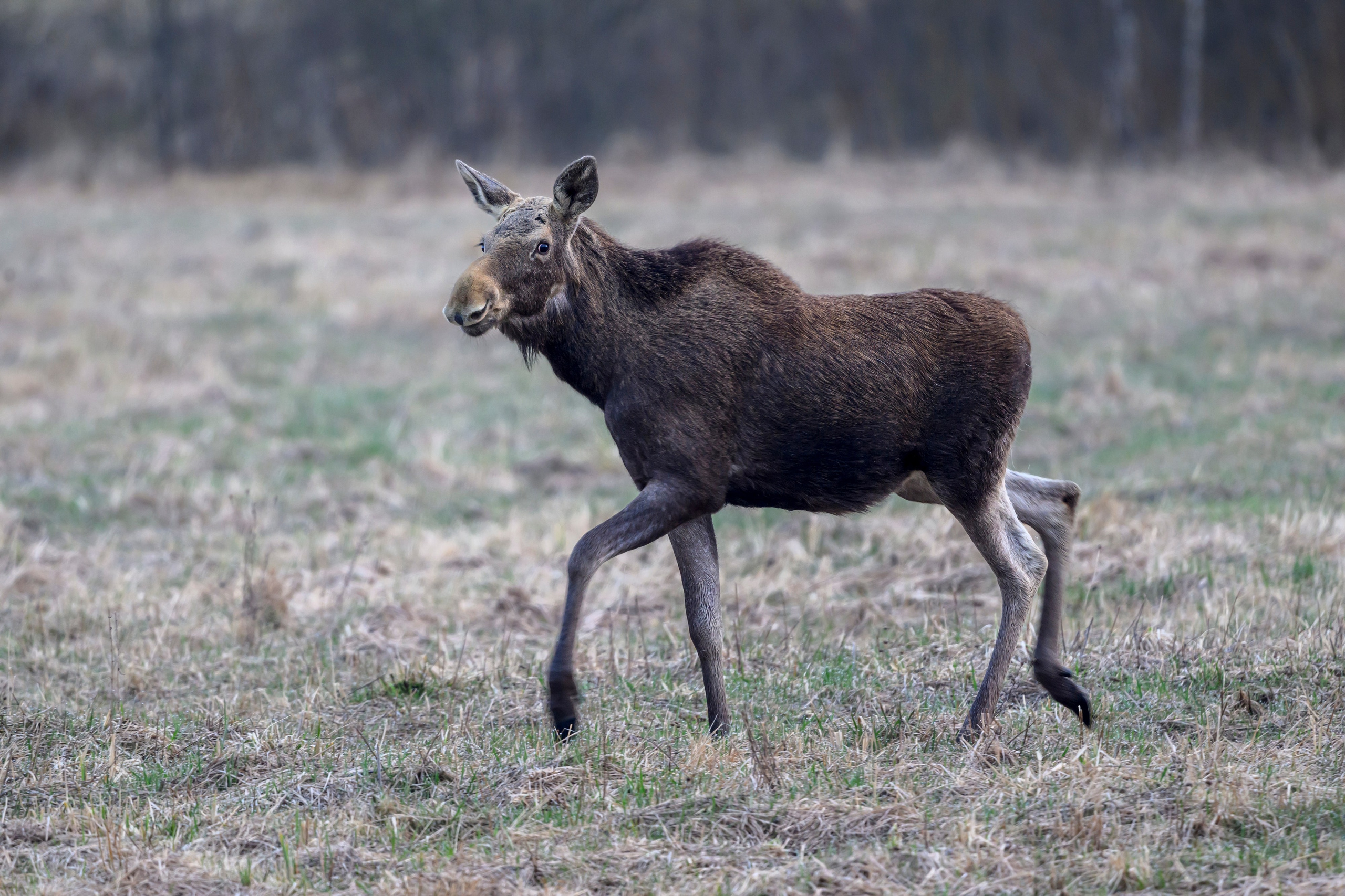 Лосенок. Фотограф Сергей Пупонин