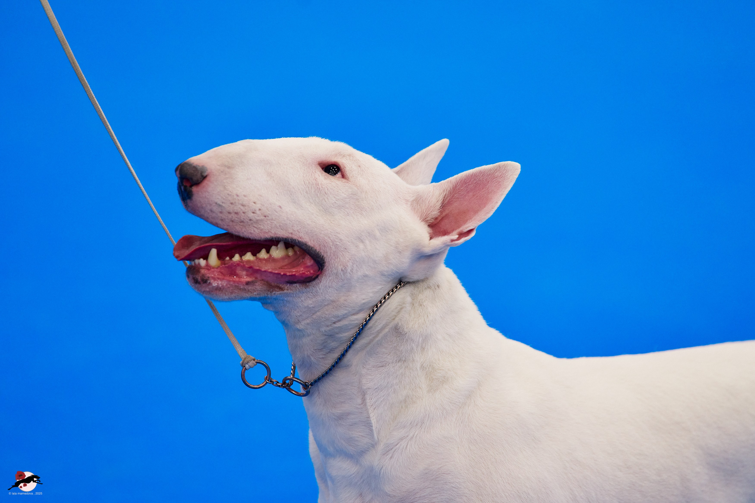 ГРАН ПРИ «ВЕСЕННИЙ ПЕТЕРБУРГ» & «СУПЕР КУБОК «ЭЛИТЫ»-2025»