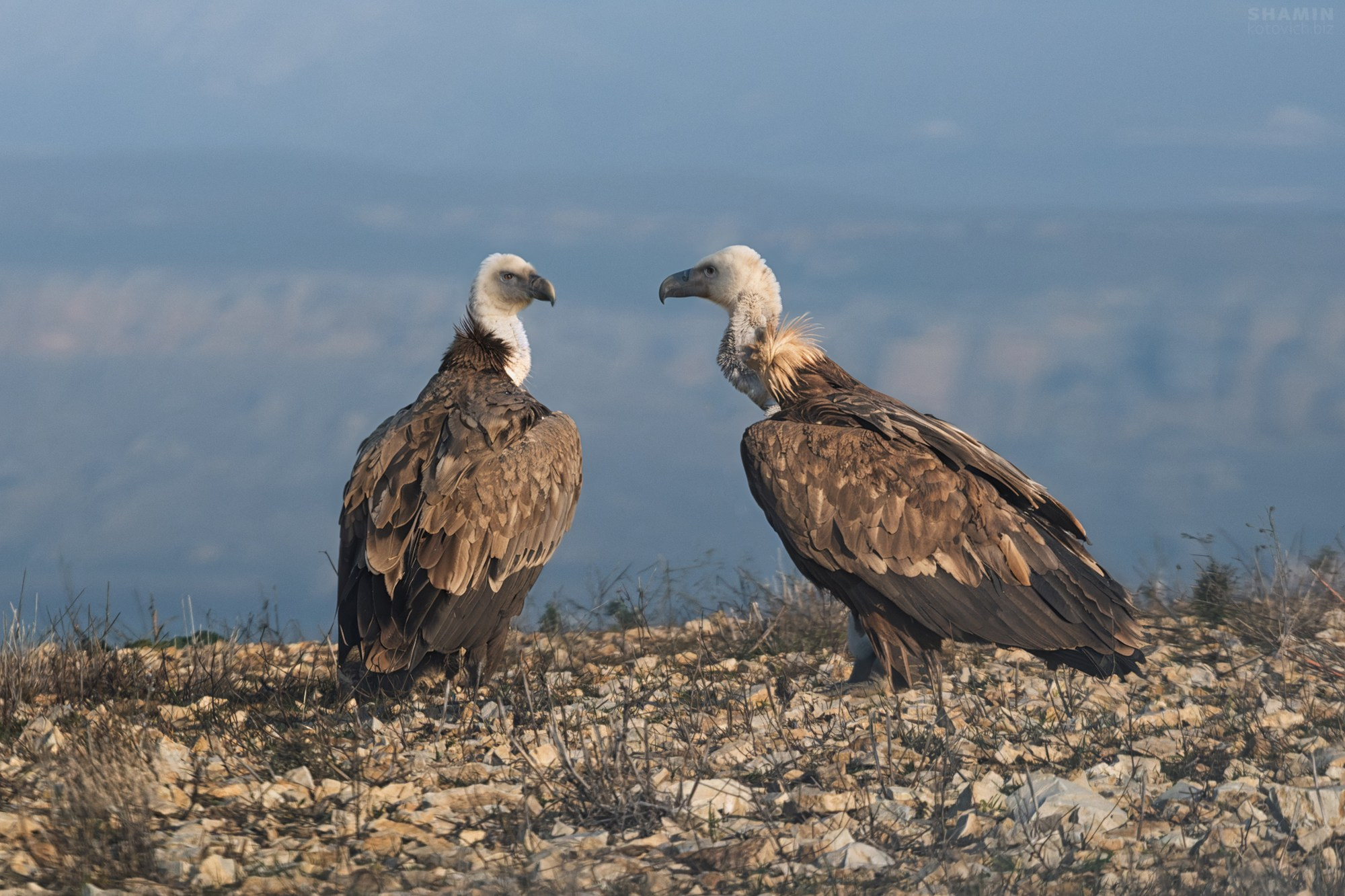 Проект 365. Фотограф Константин Шамин