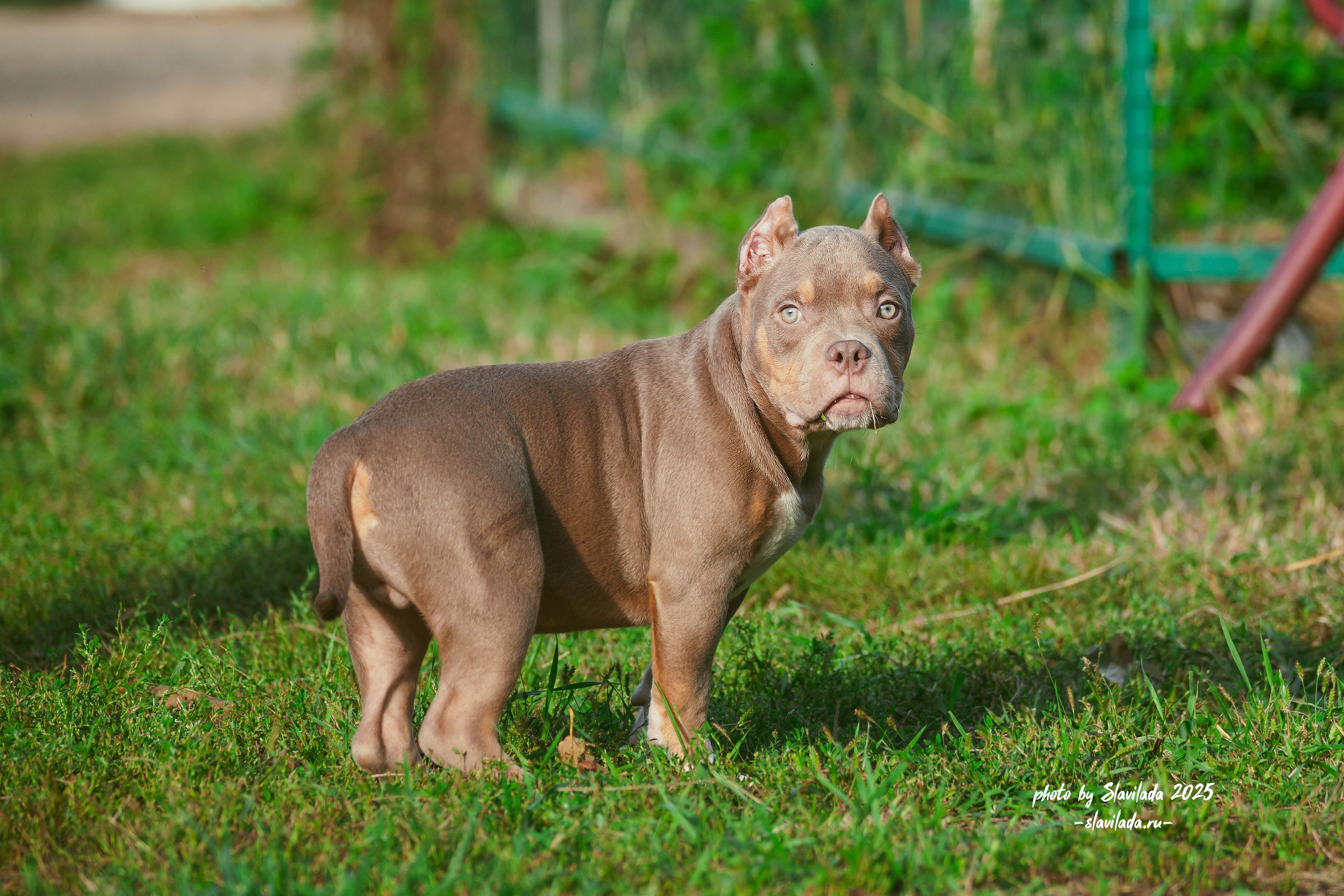 Американский булли. Slavilada-Лапки. Свет. Любовь… Профессиональная фотосессия питомцев Для памяти, пристройства и продажи. Хабаровск
