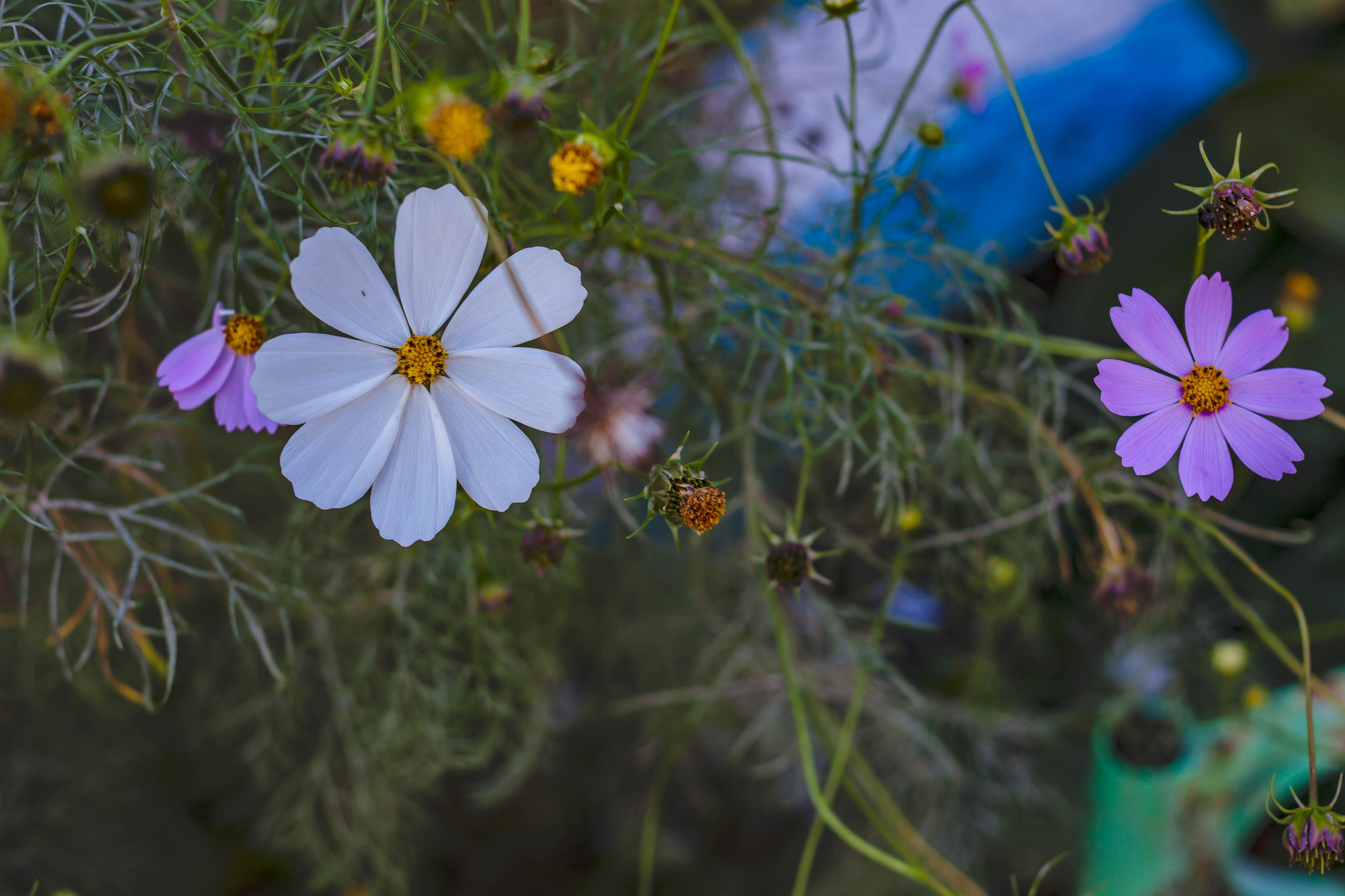 Провожаю лето. Slavilada-Лапки. Свет. Любовь… Профессиональная фотосессия питомцев Для памяти, пристройства и продажи. Хабаровск