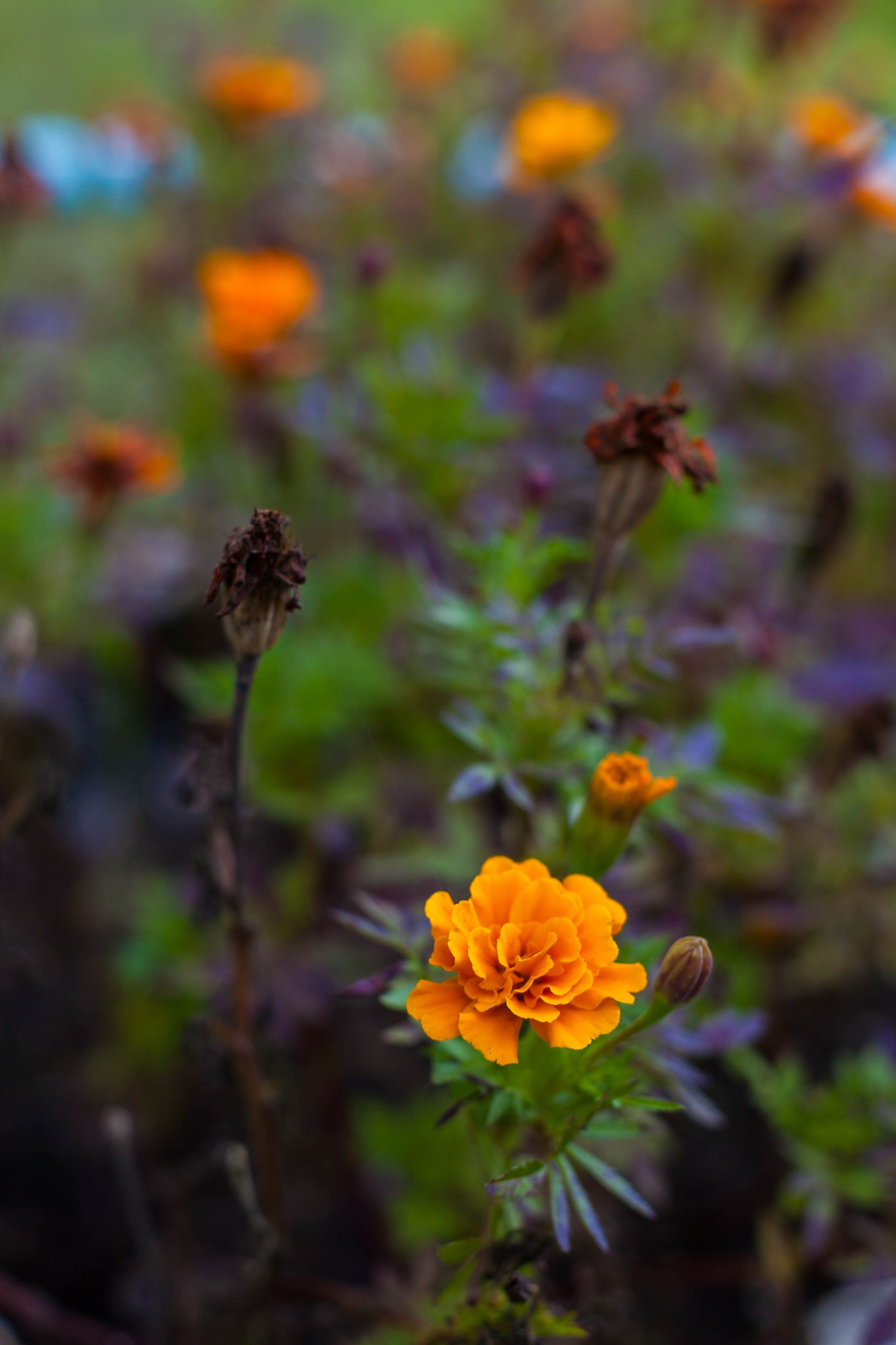 Провожаю лето. Slavilada-Лапки. Свет. Любовь… Профессиональная фотосессия питомцев Для памяти, пристройства и продажи. Хабаровск