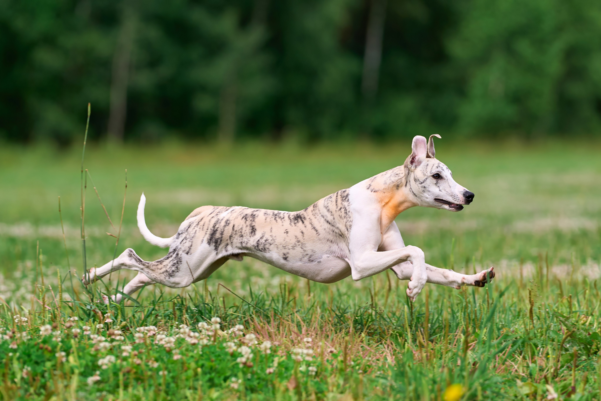Тренировка по курсингу в Донино. Фотограф-анималист Михаил Манухин