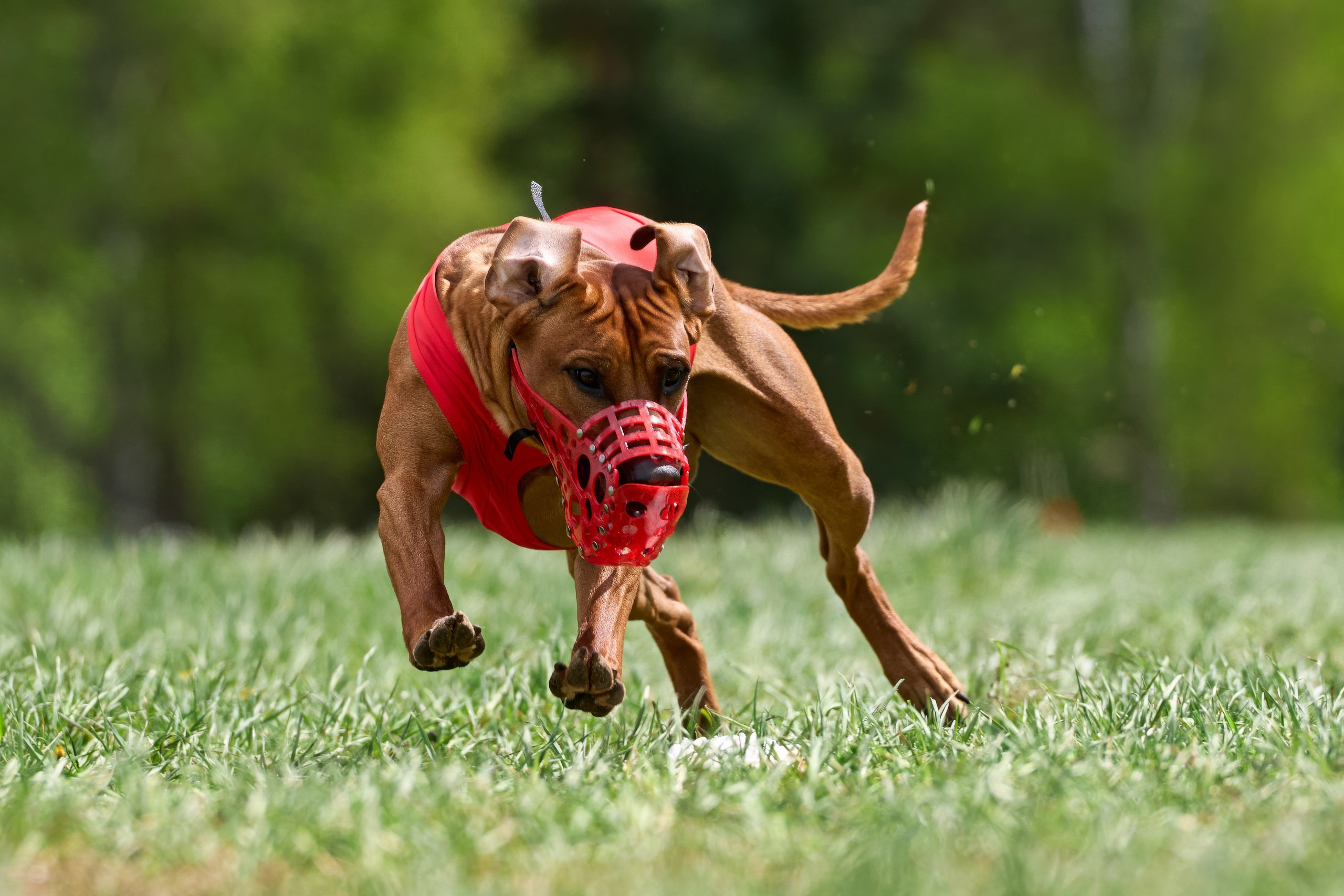 ПЧРКФ по курсингу. Фотограф-анималист Михаил Манухин