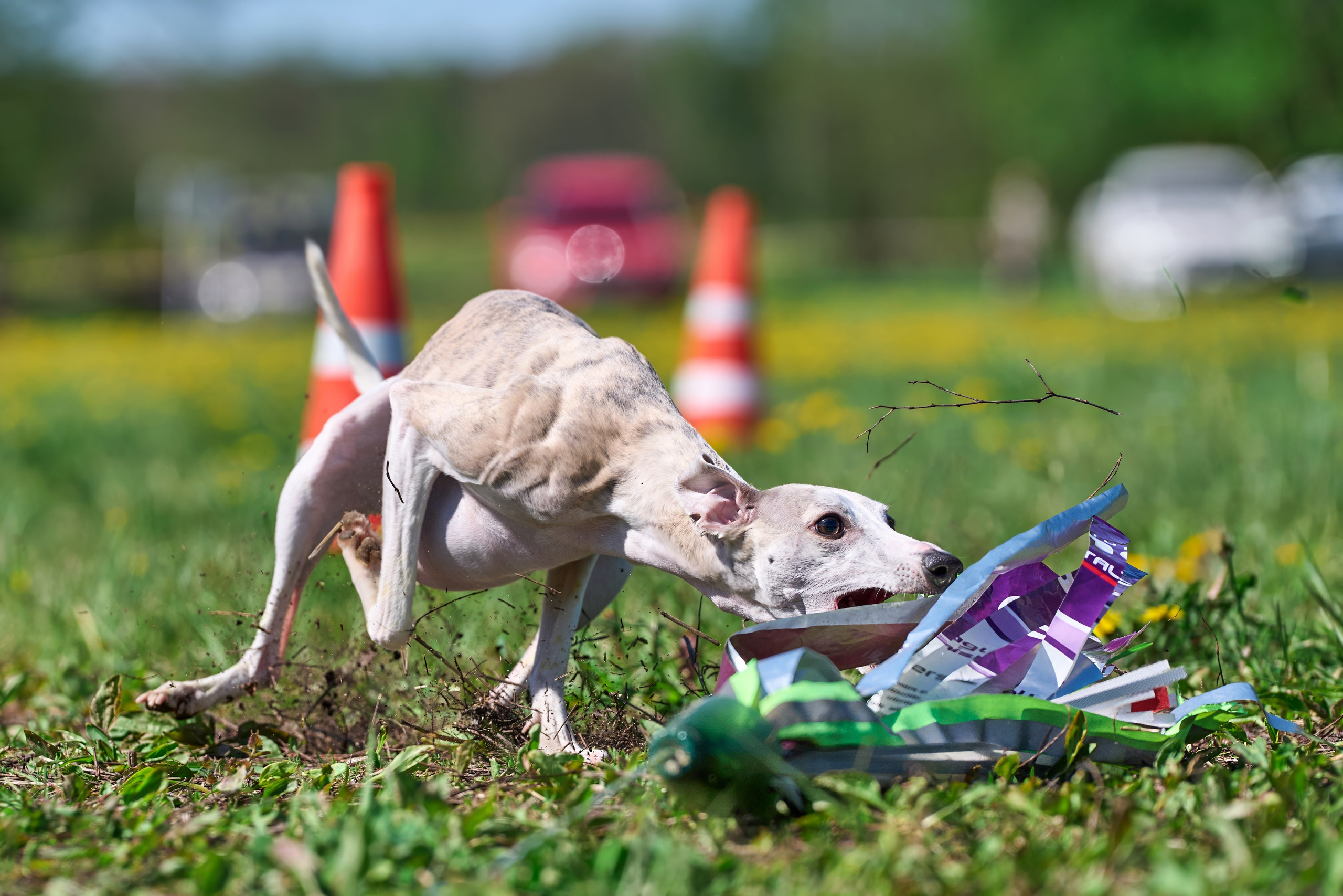 Квалификация по курсингу Донино. Фотограф-анималист Михаил Манухин