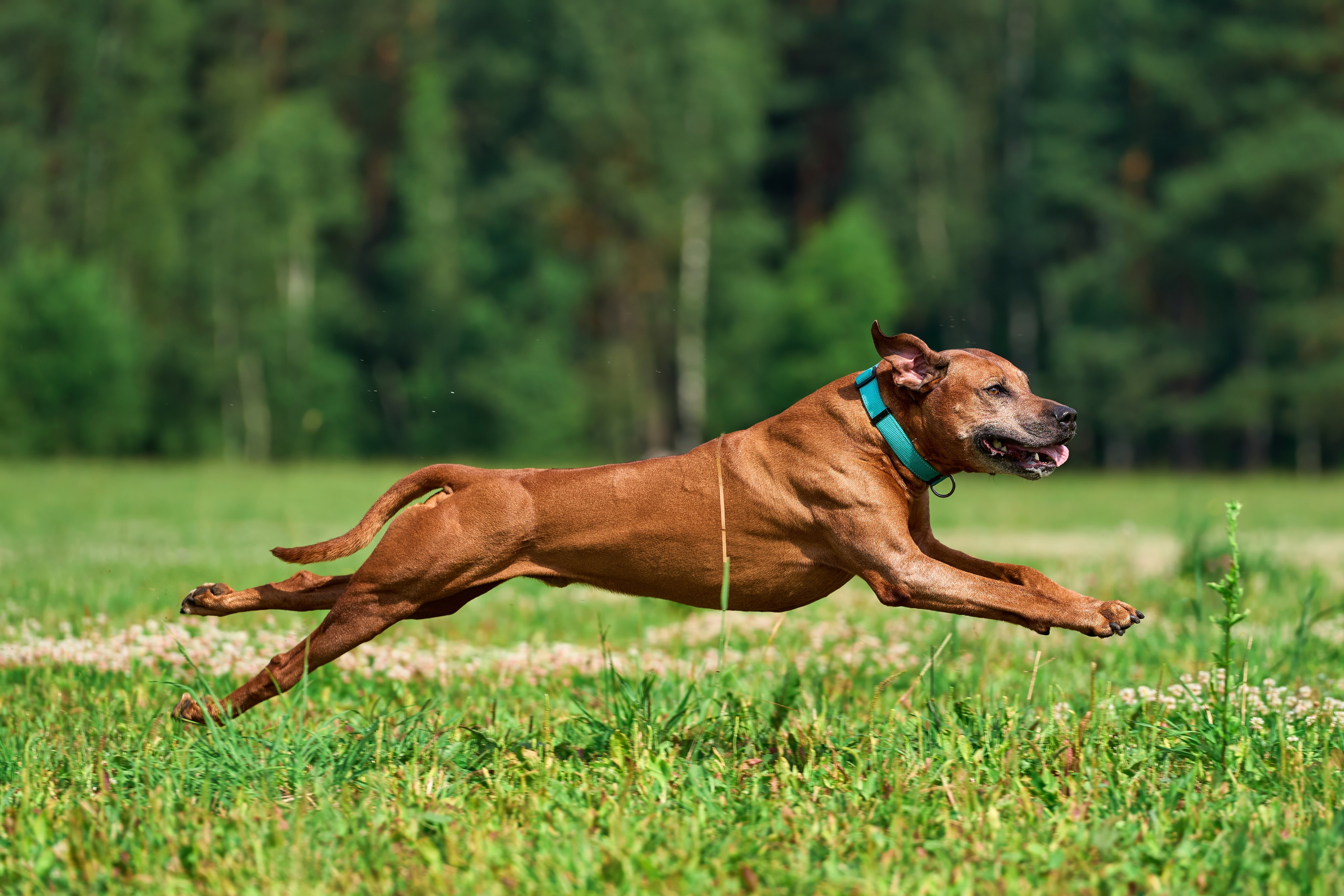 Тренировка по курсингу Донино. Фотограф-анималист Михаил Манухин