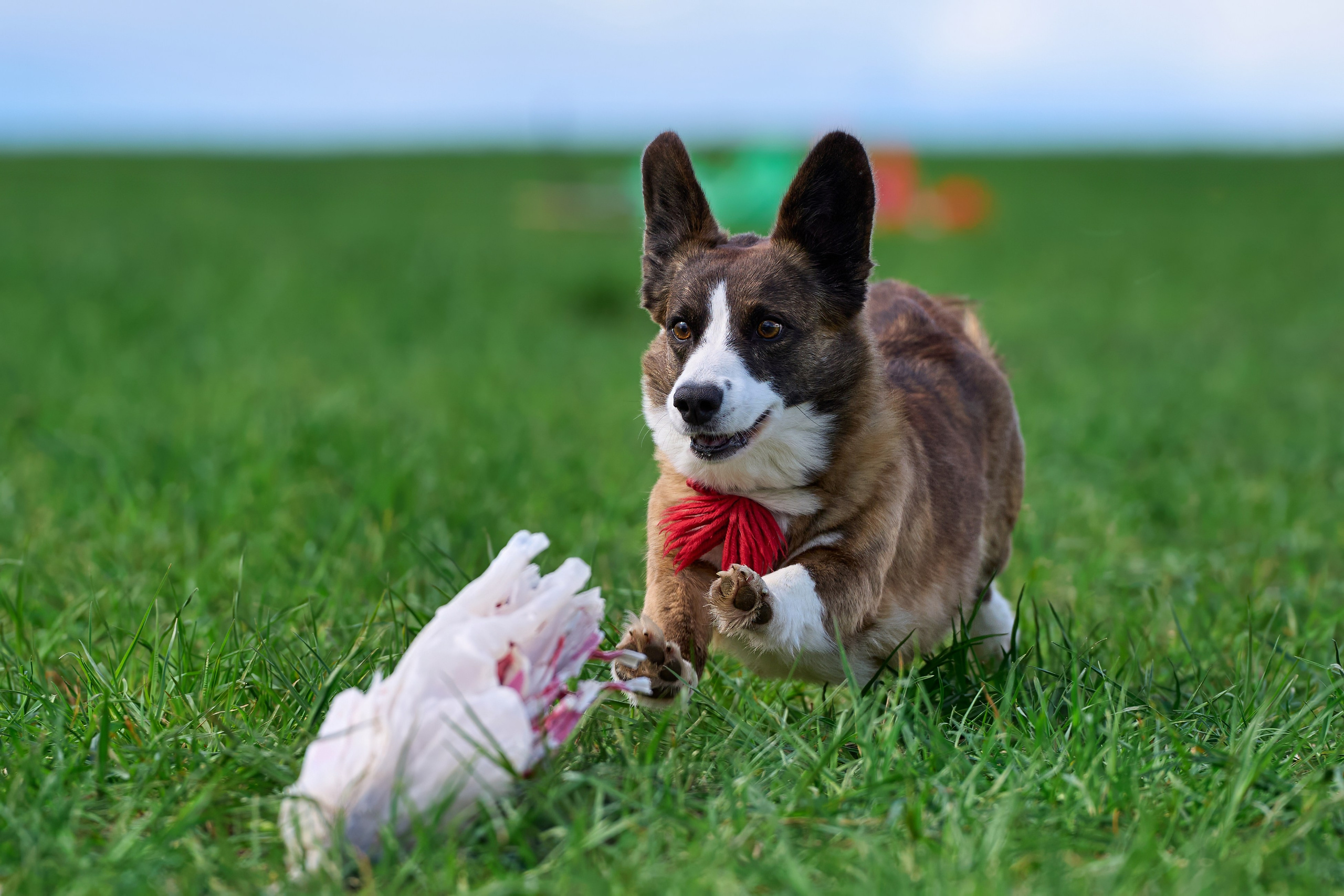 Тренировка по курсингу «на Ярославке». Фотограф-анималист Михаил Манухин