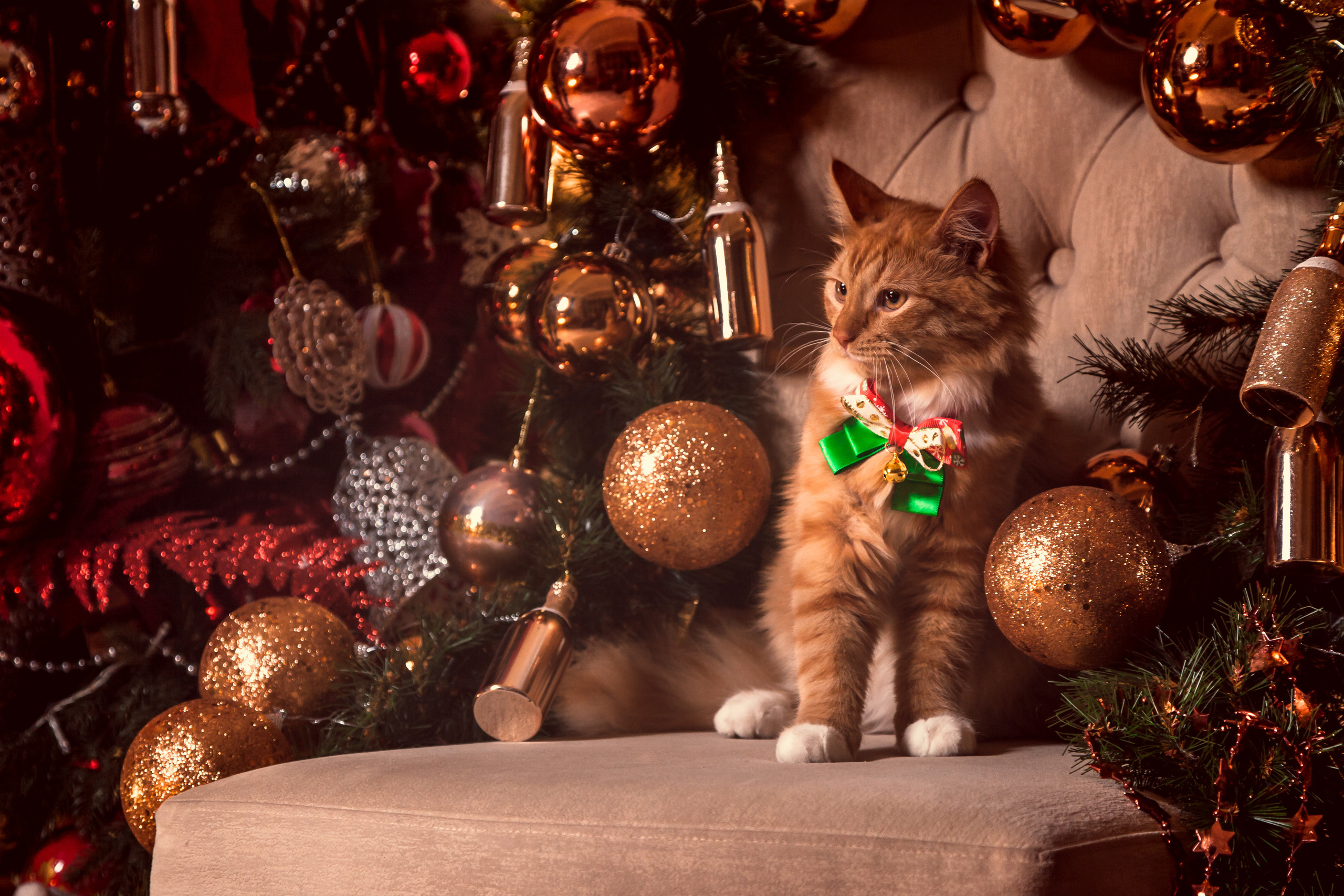 Новогодние фотосессии. Свадебный фотограф Дмитрий Гладков
