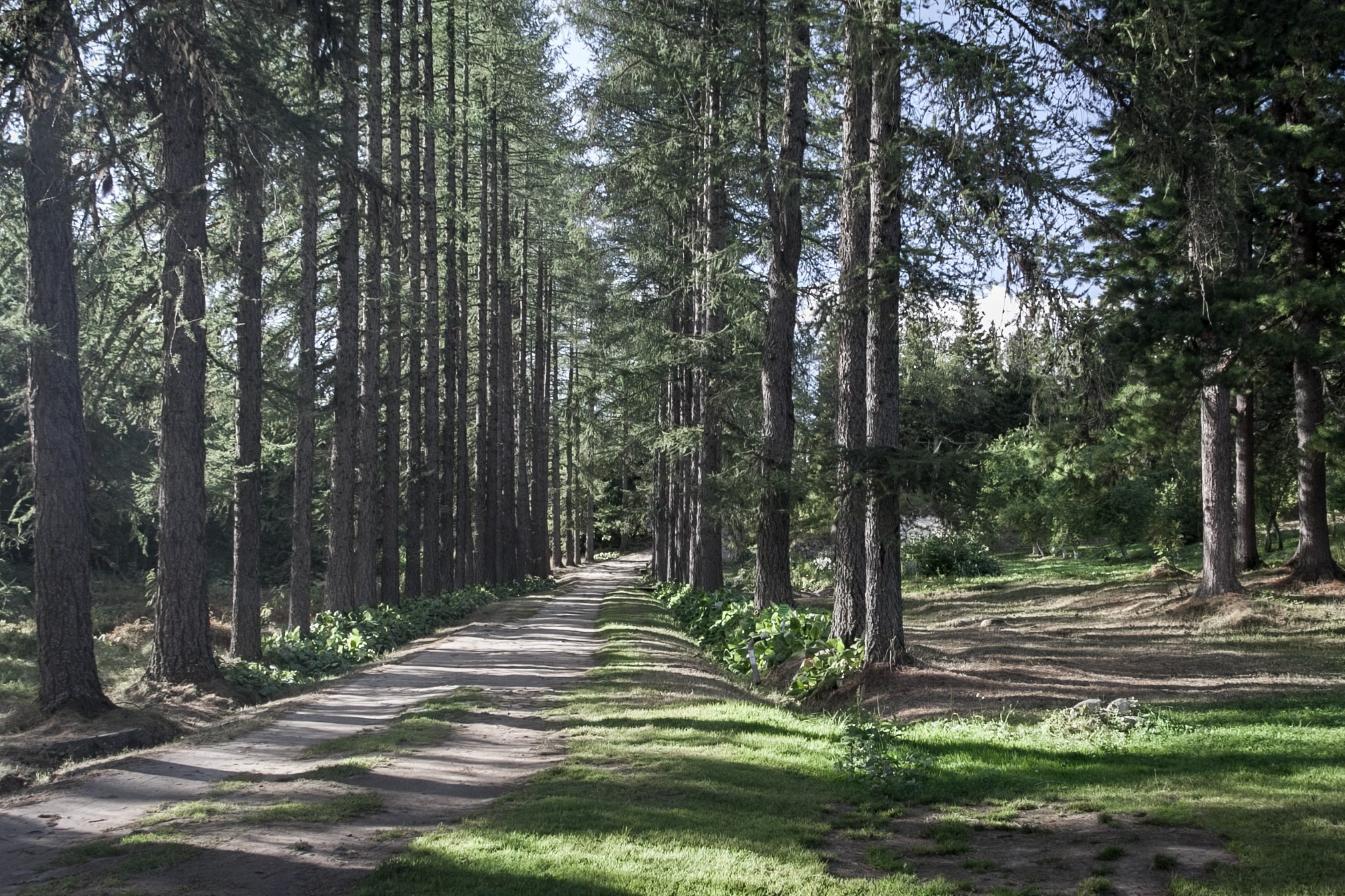 Портрет дерева. Свадьбы, портретная, предметная съемка. Фотограф Александр К
