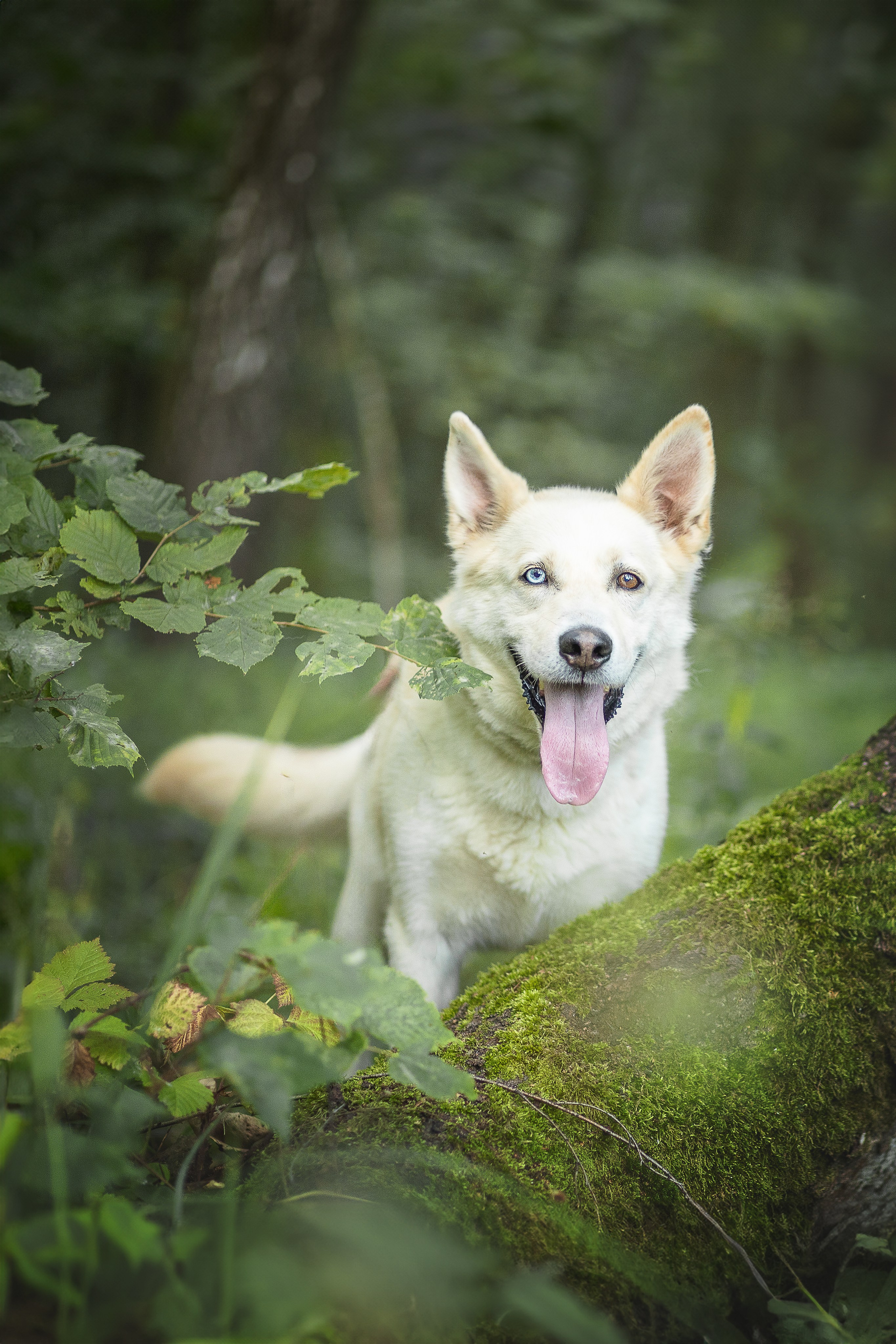 ИЩУТ ДОМ. Фотограф-анималист в Москве и Подмосковье