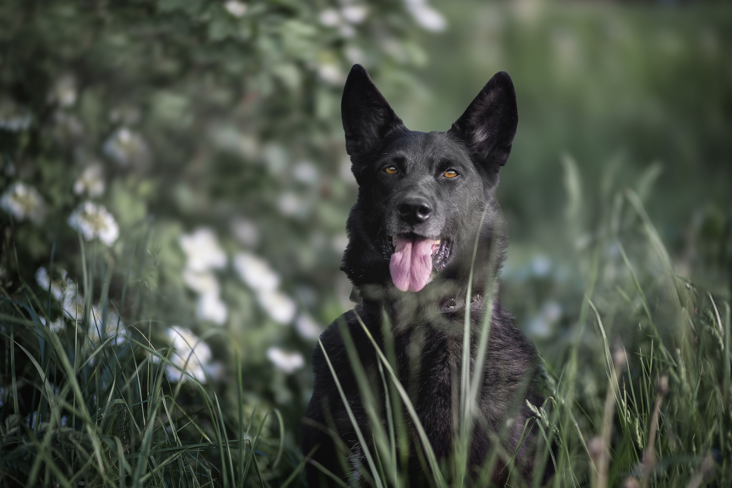 ИЩУТ ДОМ. Фотограф-анималист в Москве и Подмосковье