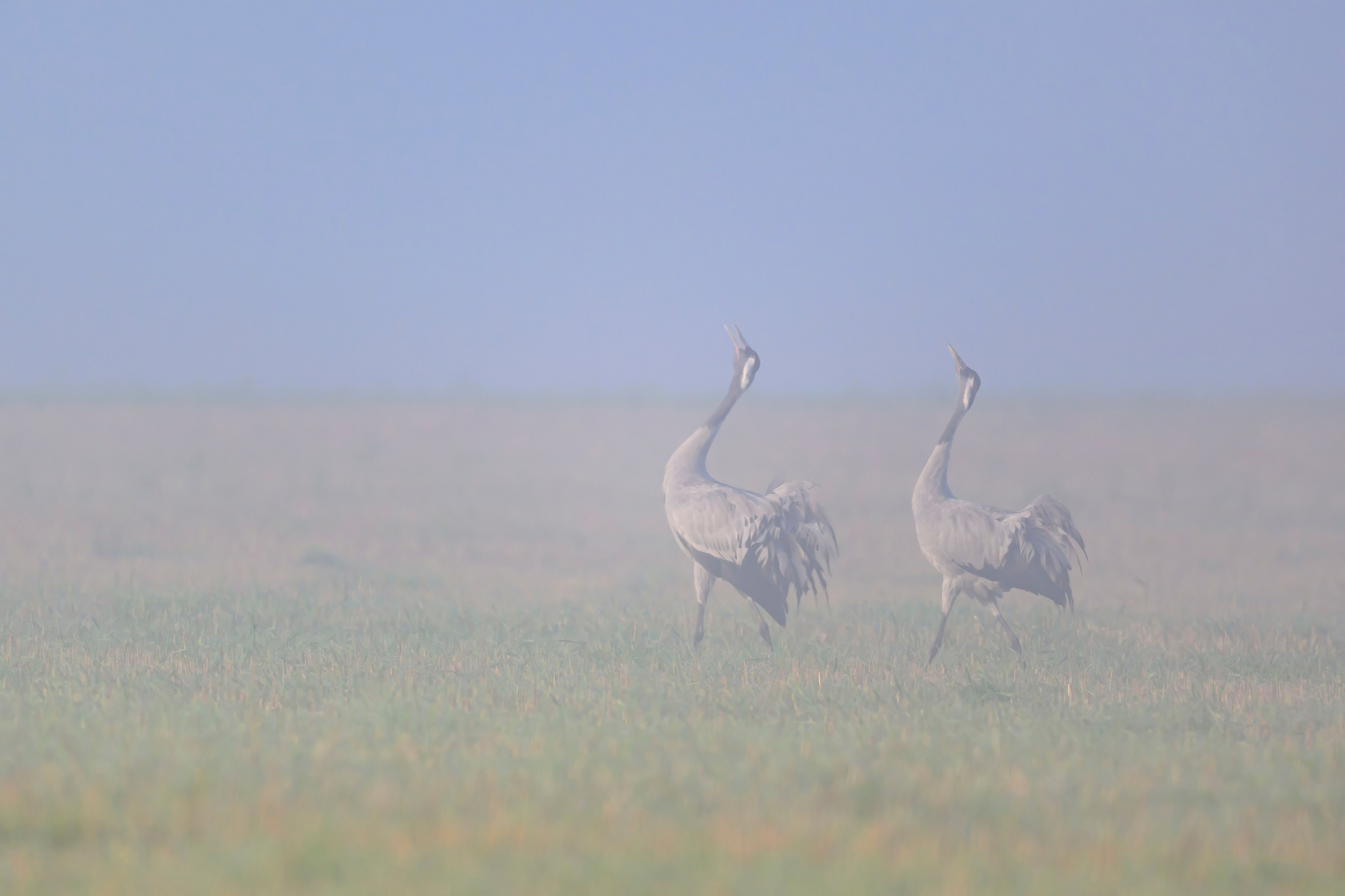 Журавли II. Cranes II. Wildlife photography by Sergey Puponin