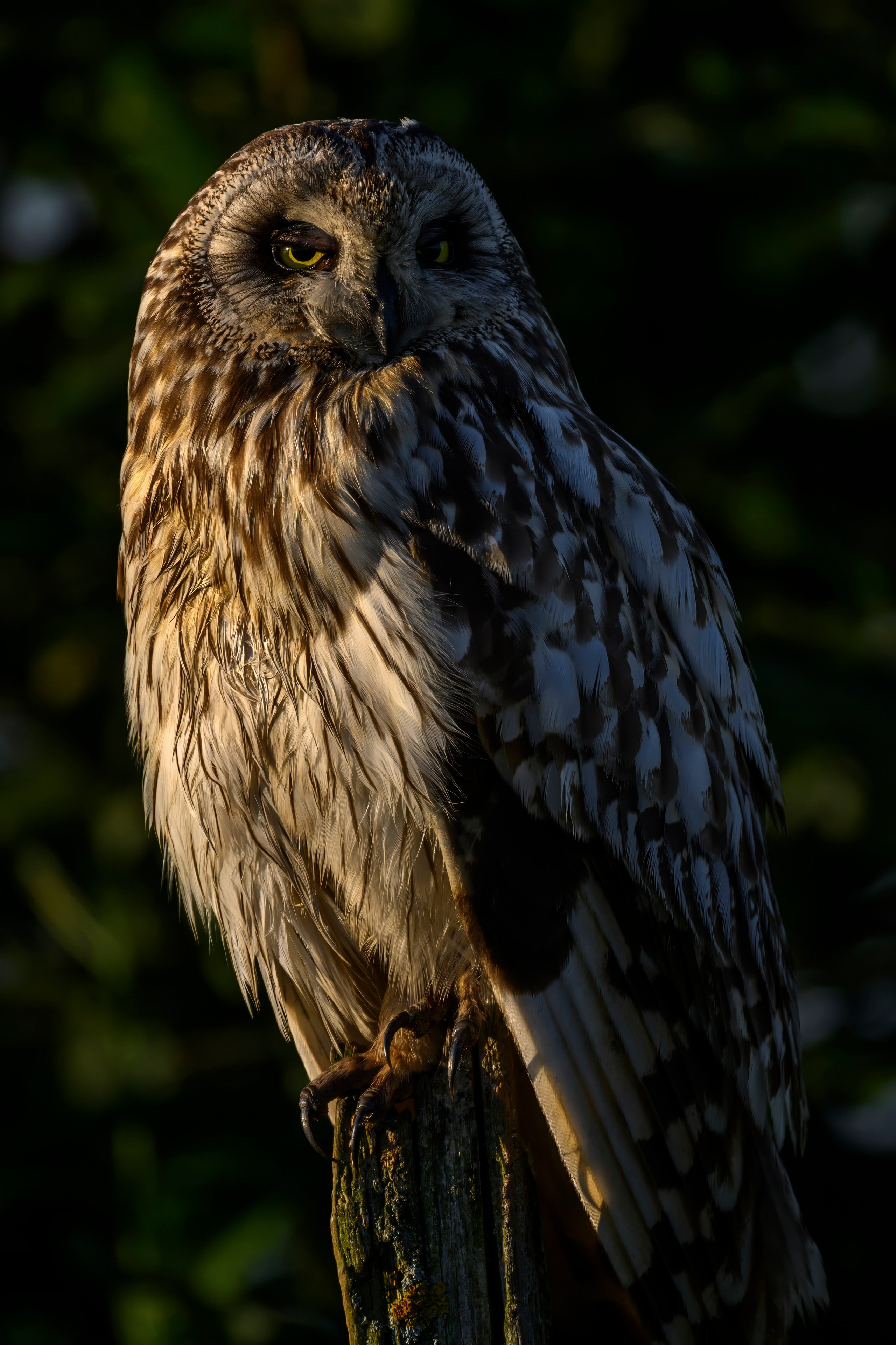 Сова и совята. Owl and owlets. Фотограф Сергей Пупонин
