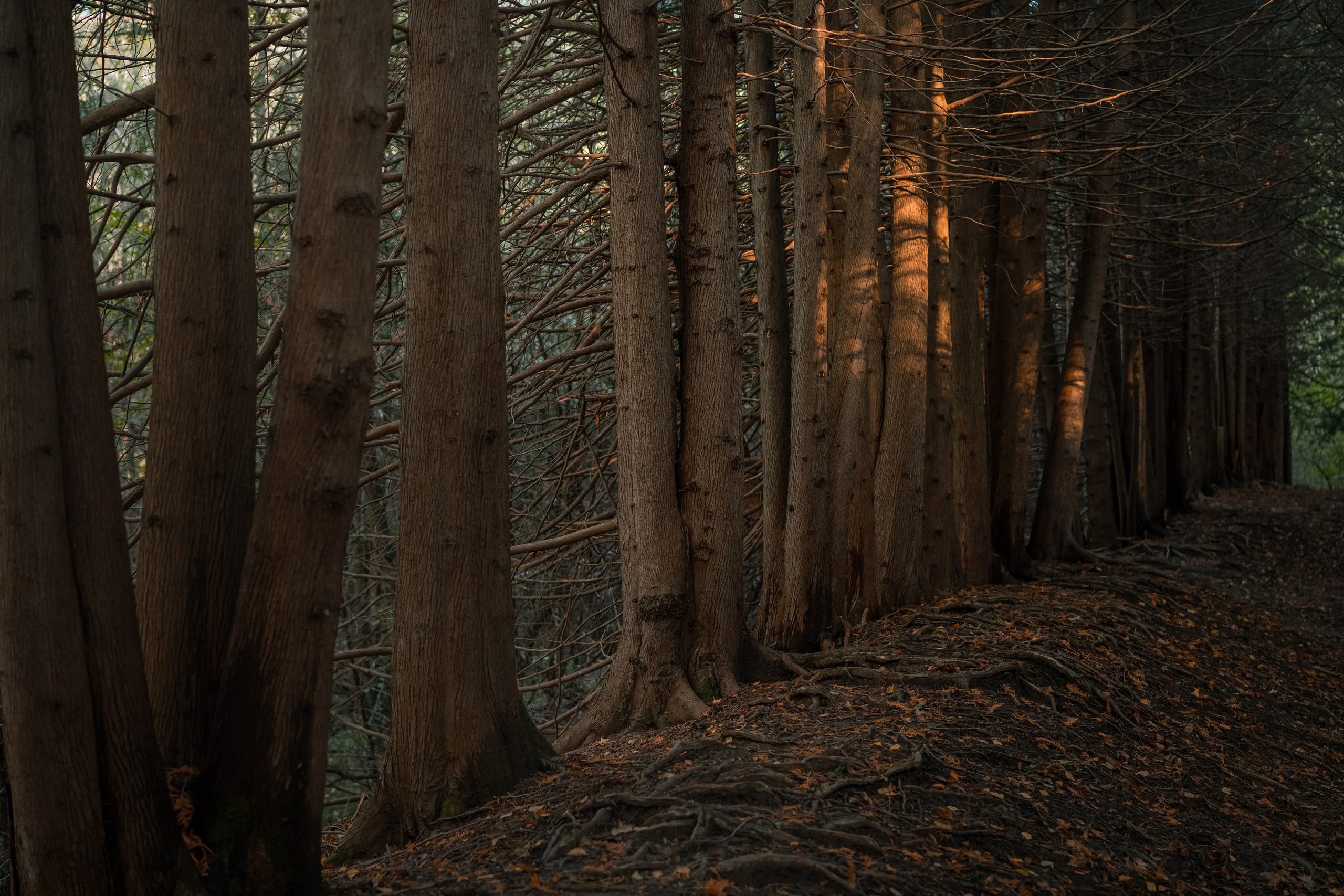 Извилистые терренкуры. Юля Дэй • Фотограф, Санкт-Петербург