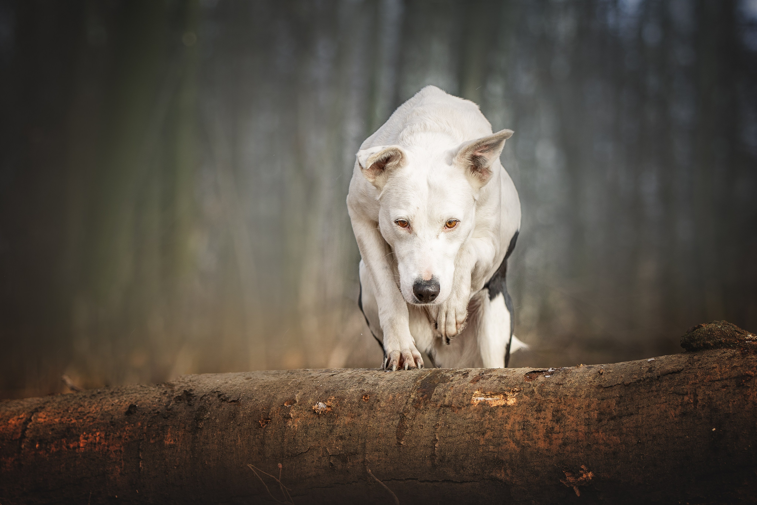 ИЩУТ ДОМ. Фотограф-анималист в Москве и Подмосковье