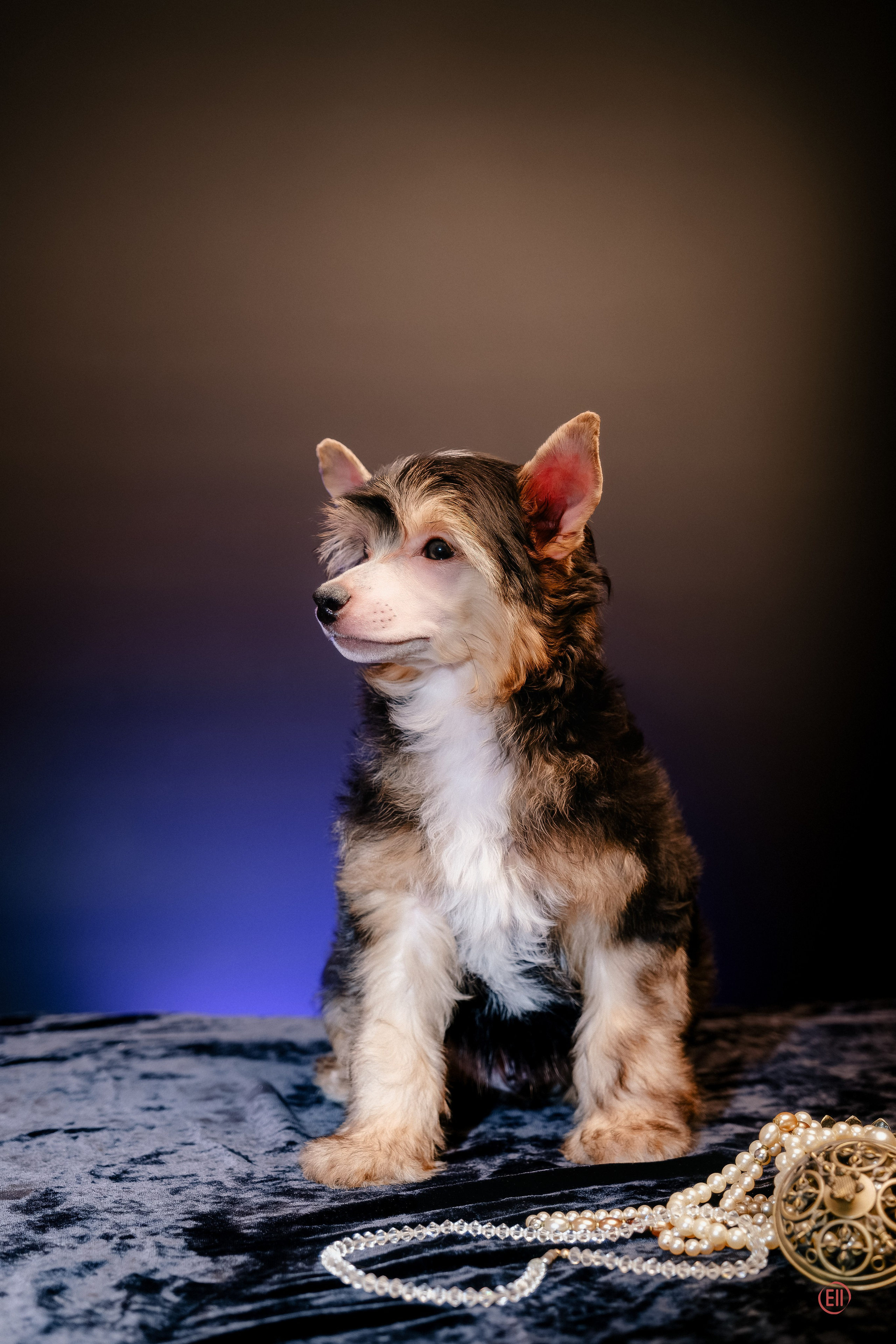 First photo session of the litter “F” of the Laisan Island kennel. Chinese Crested Dog Kennel Poale Ell