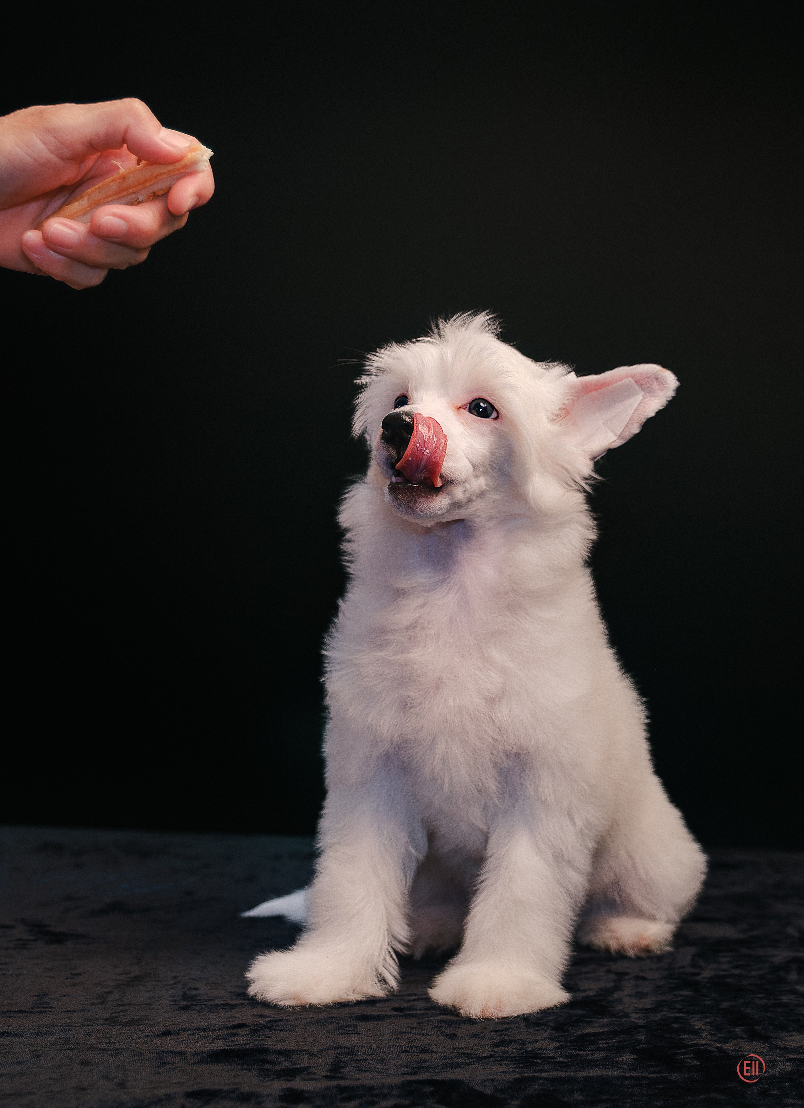 First photo session of the litter “F” of the Laisan Island kennel. Chinese Crested Dog Kennel Poale Ell