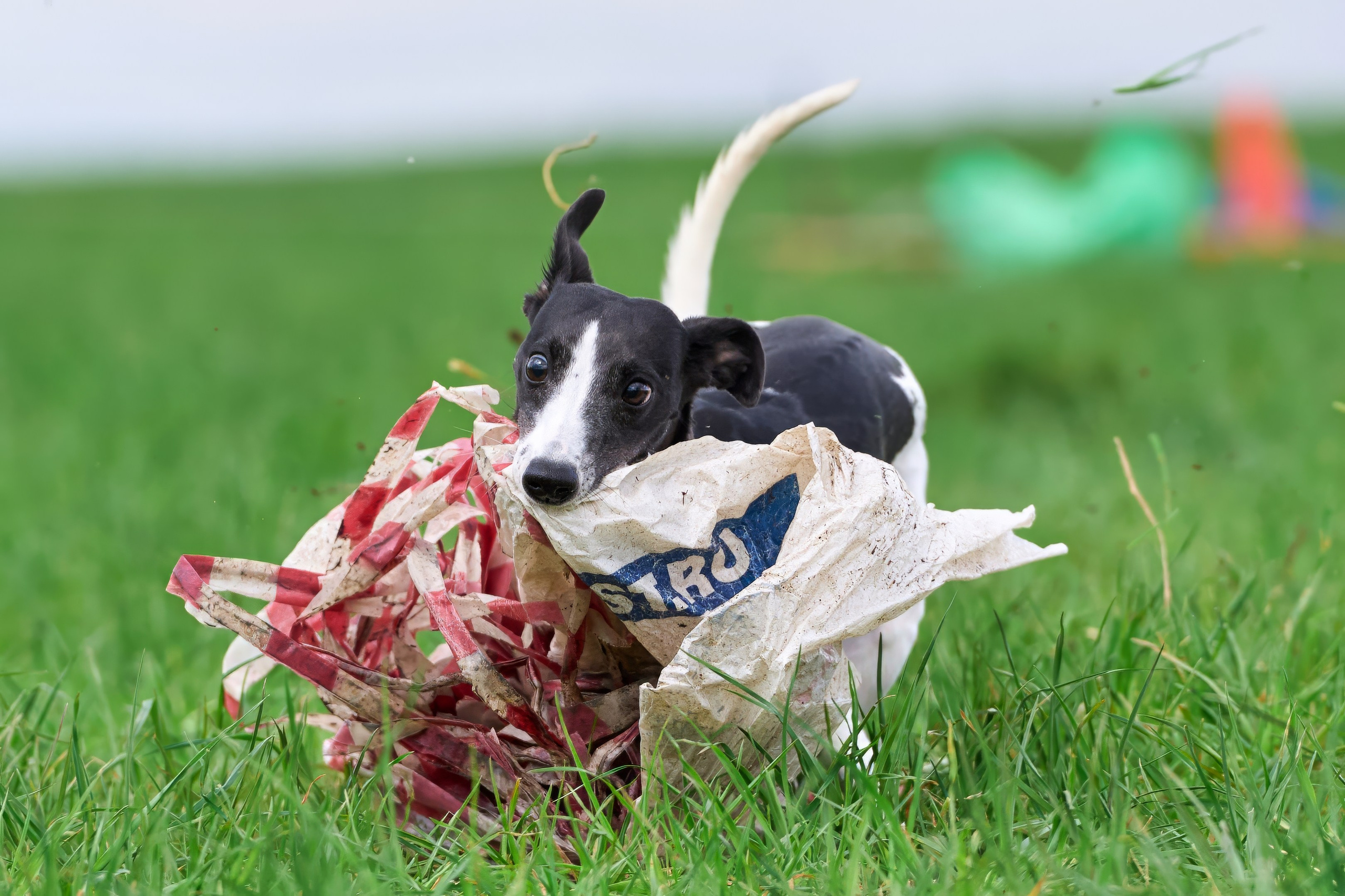 Тренировка по курсингу «на Ярославке». Фотограф-анималист Михаил Манухин