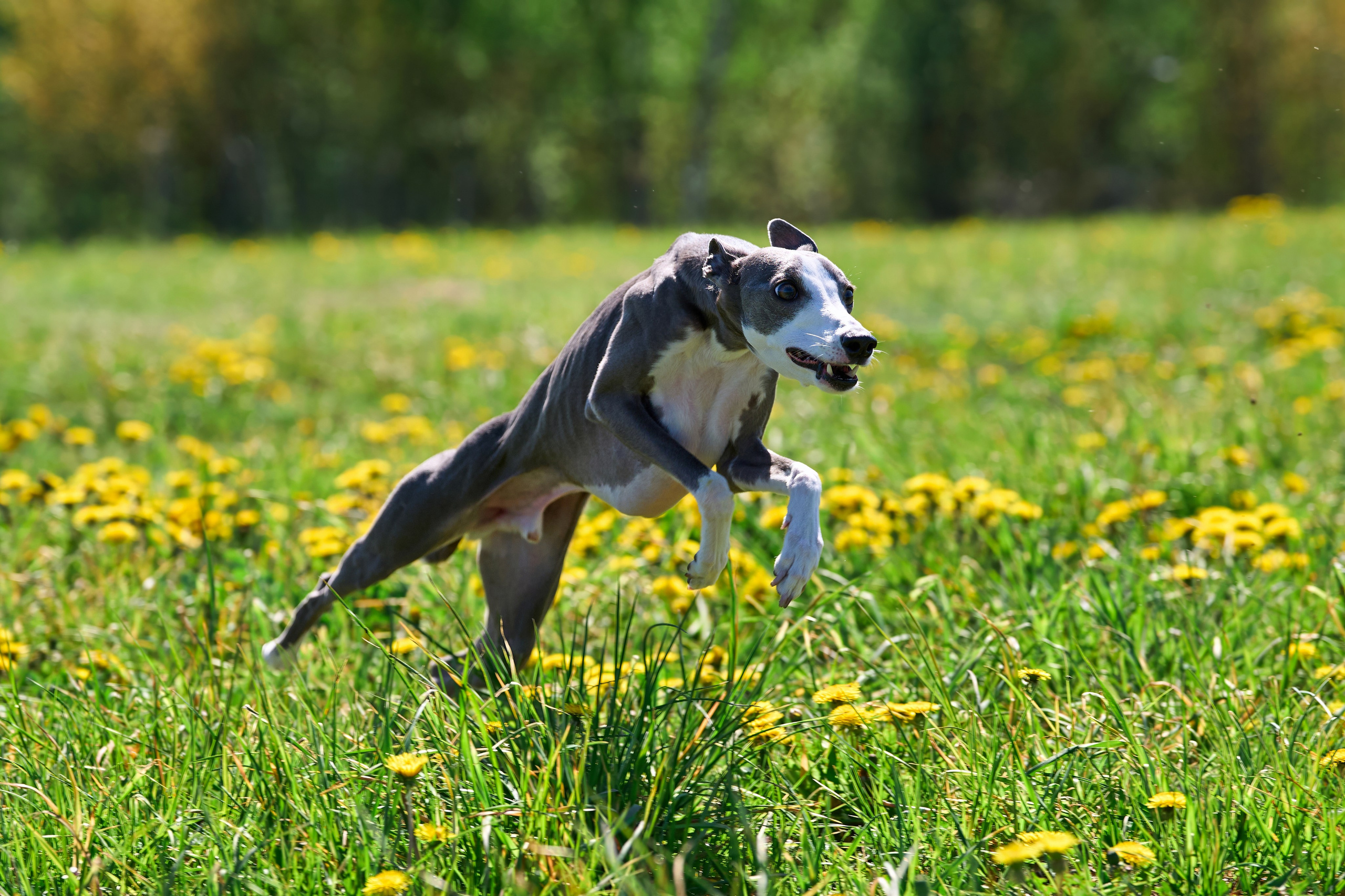 Тренировка по курсингу «на Ярославке». Фотограф-анималист Михаил Манухин