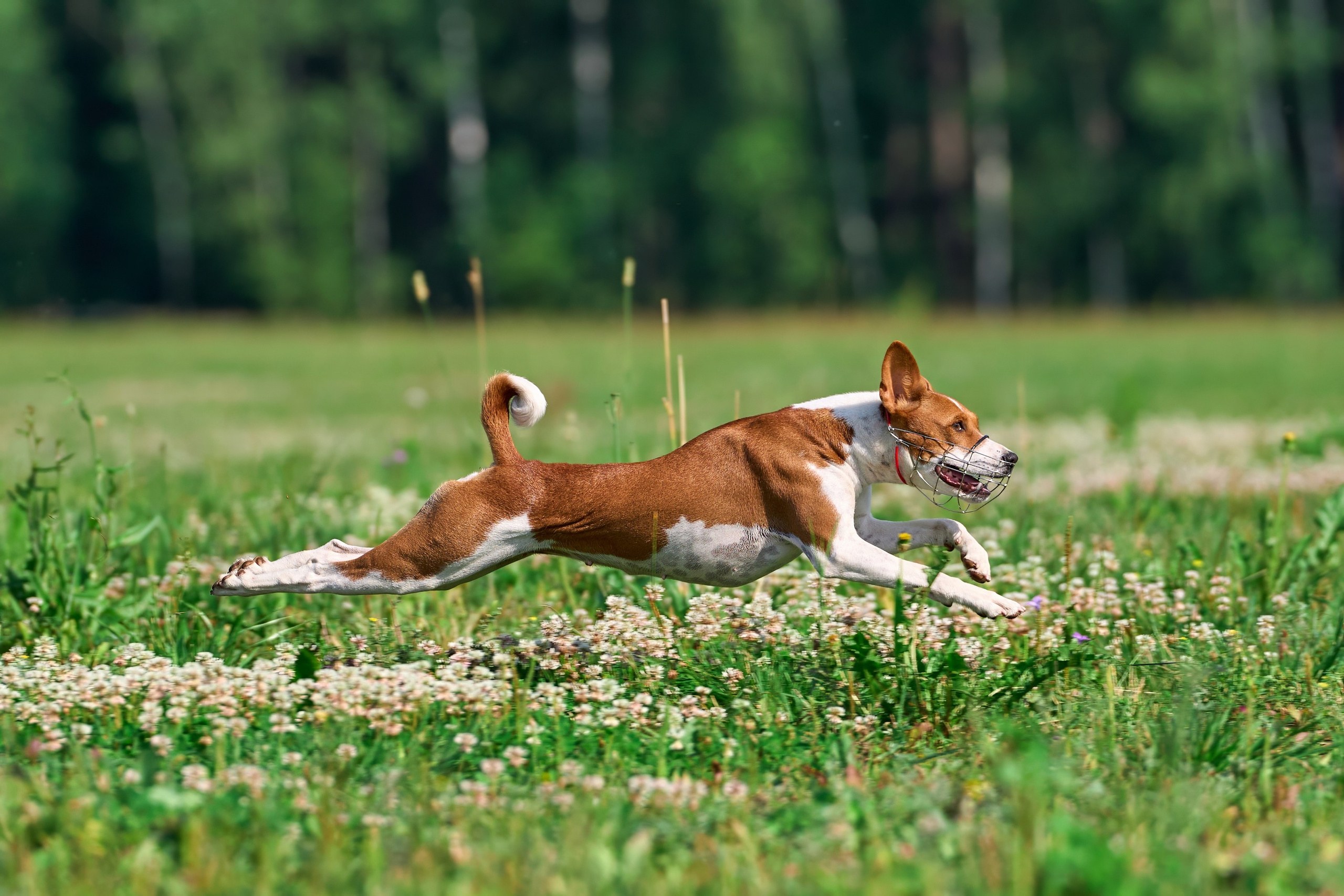 Тренировка по курсингу Донино. Фотограф-анималист Михаил Манухин