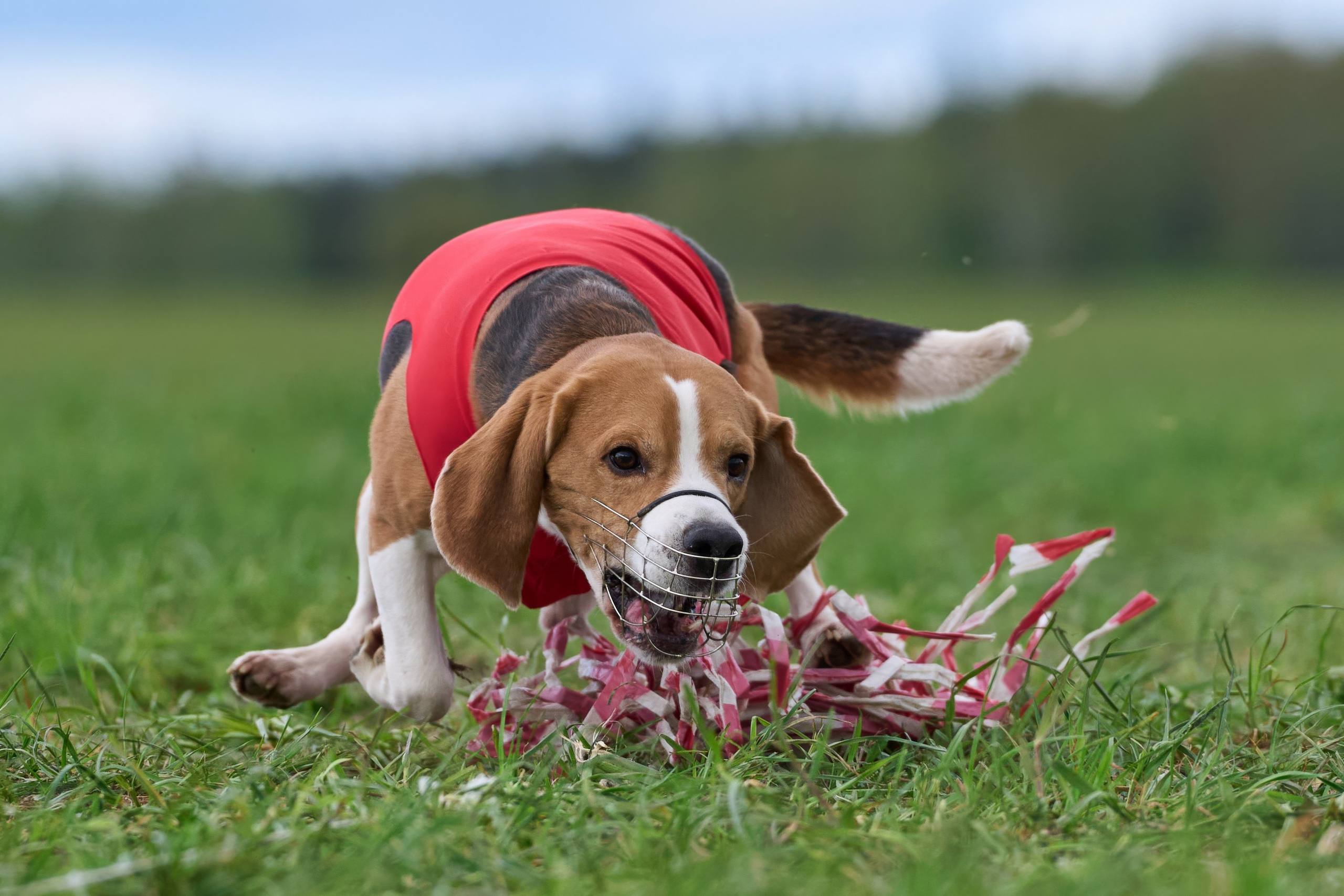 ЧРКФ по бегам за мех.приманкой. Фотограф-анималист Михаил Манухин