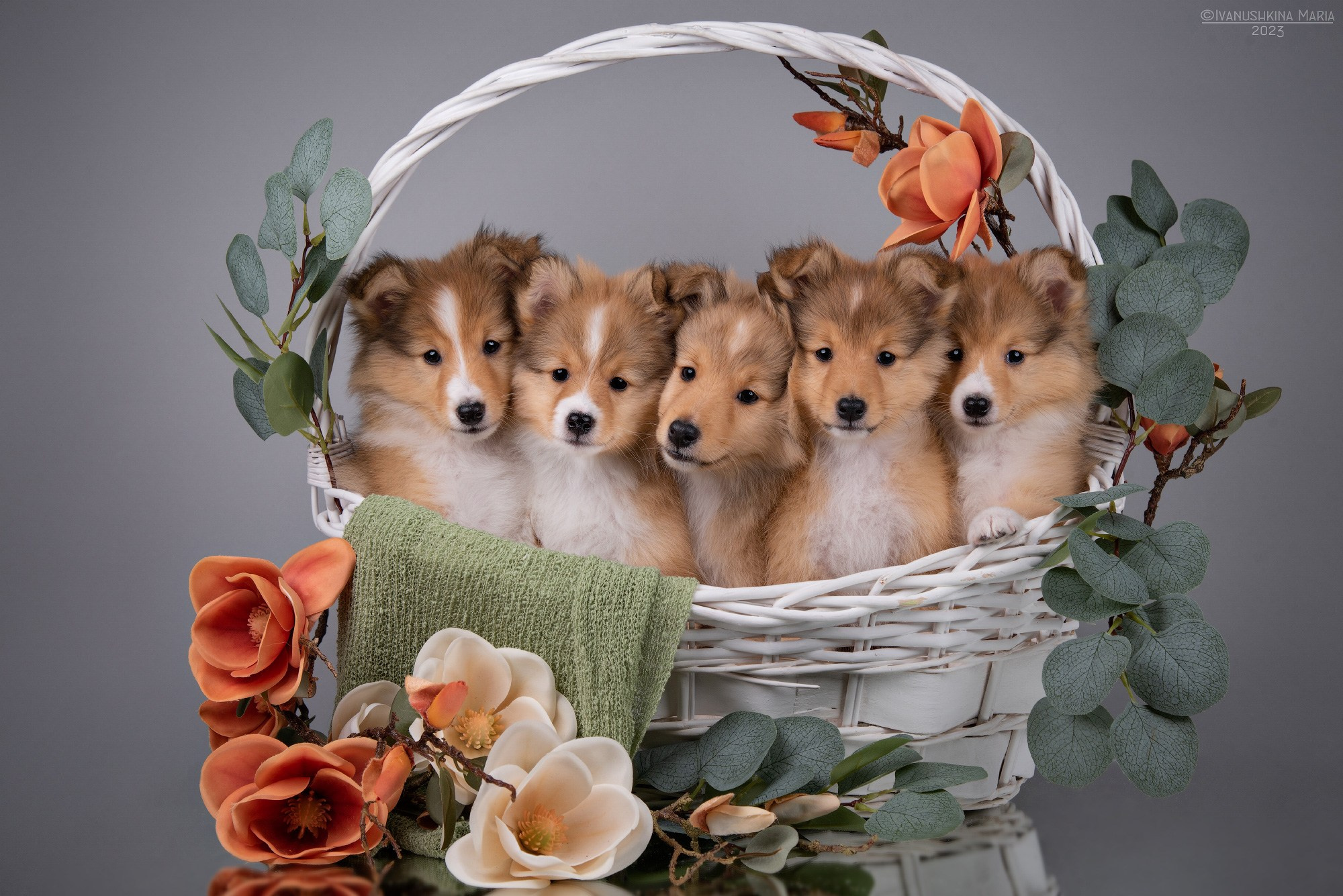 щенки шелти