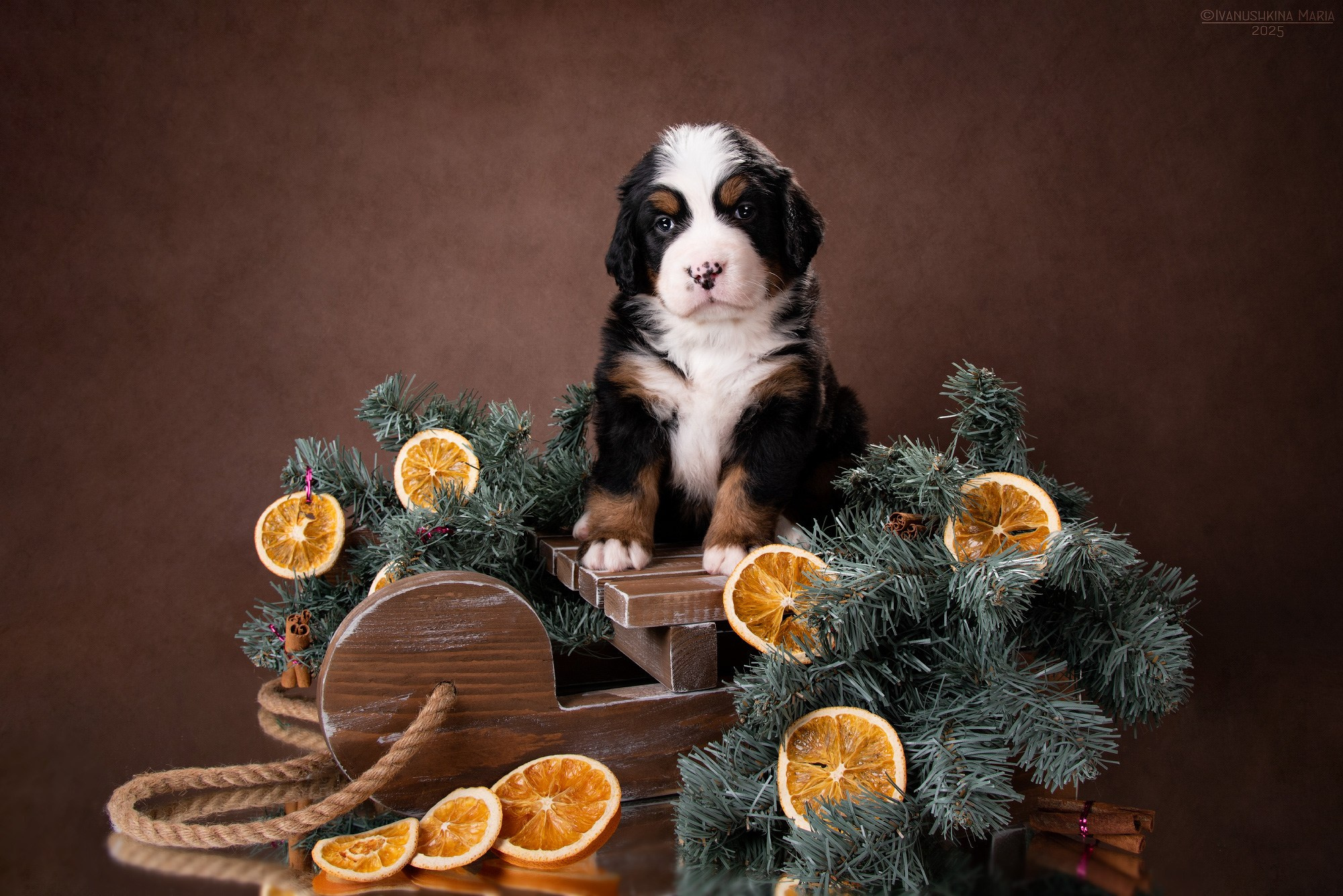 Фотосессия щенков на фонах. Фотограф собак в Москве и Московской области Иванушкина Мария