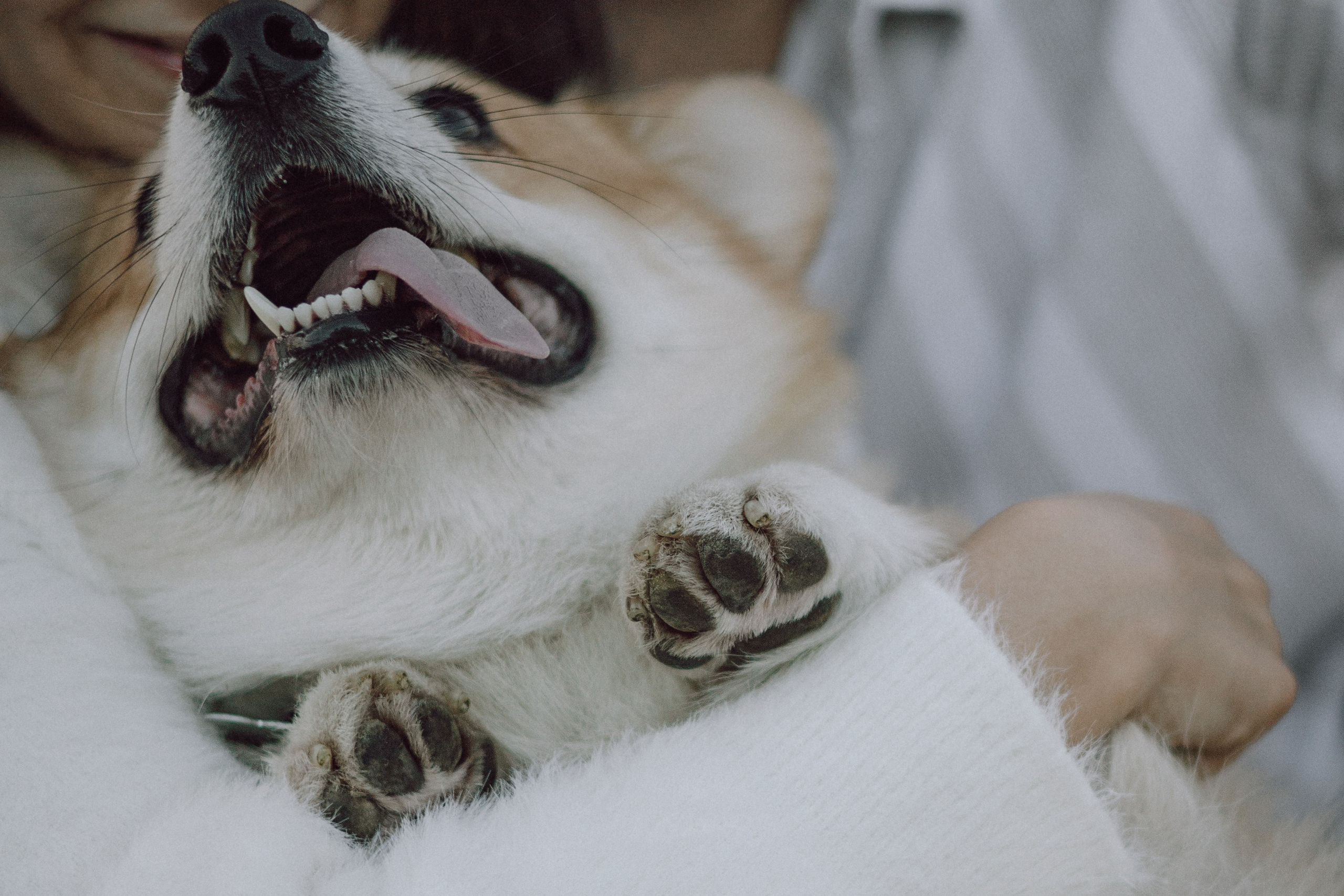 Фёдор и ребята. Фотограф — анималист •love-story•|Санкт-Петербург