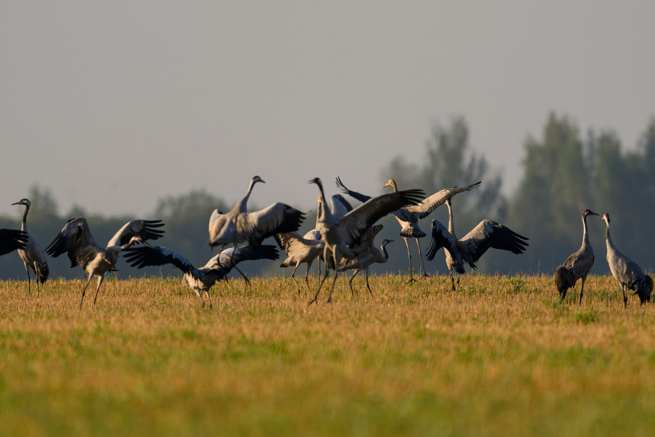 Танцы журавлей. Dances of the Cranes. Фотограф Сергей Пупонин