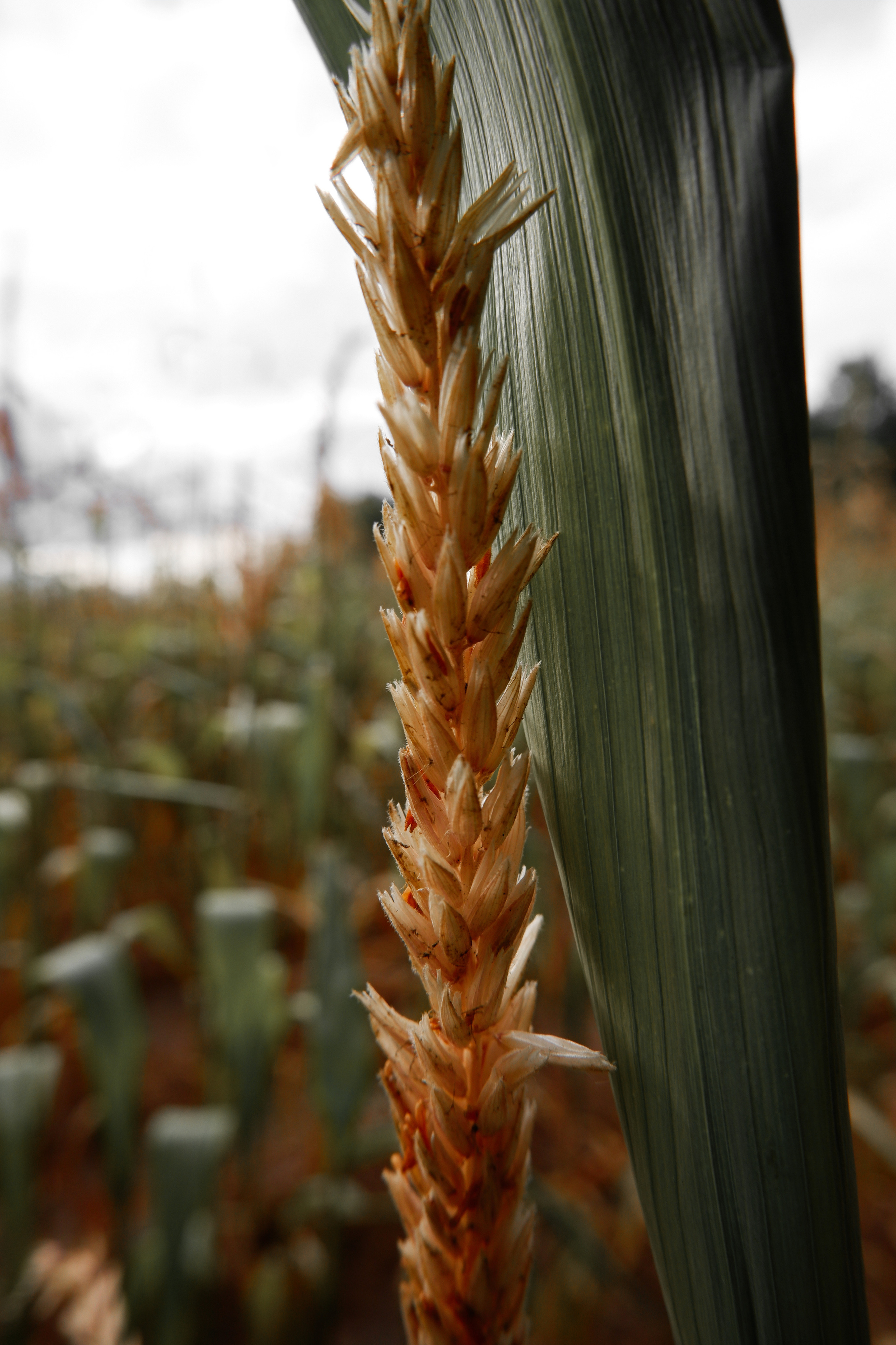 Художественные фотографии и фотокартины на продажу. Фотограф (photographer) Lischinski Vitaliy