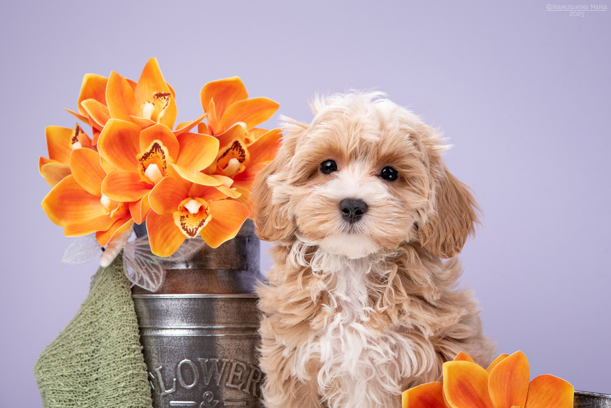 Фотосессия щенков на фонах. Фотограф собак в Москве и Московской области Иванушкина Мария