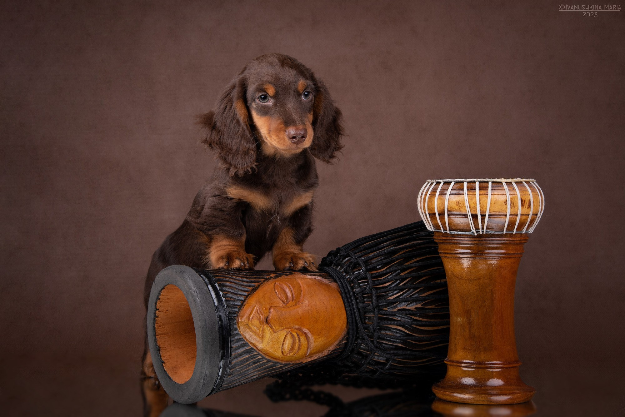 щенок таксы