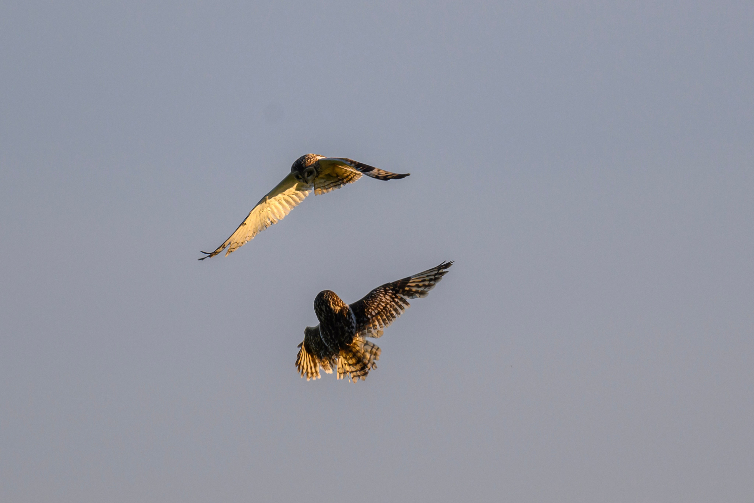 Битва сов и кормление совят. The Owl Battle and Feeding the Nestlings. Фотограф Сергей Пупонин