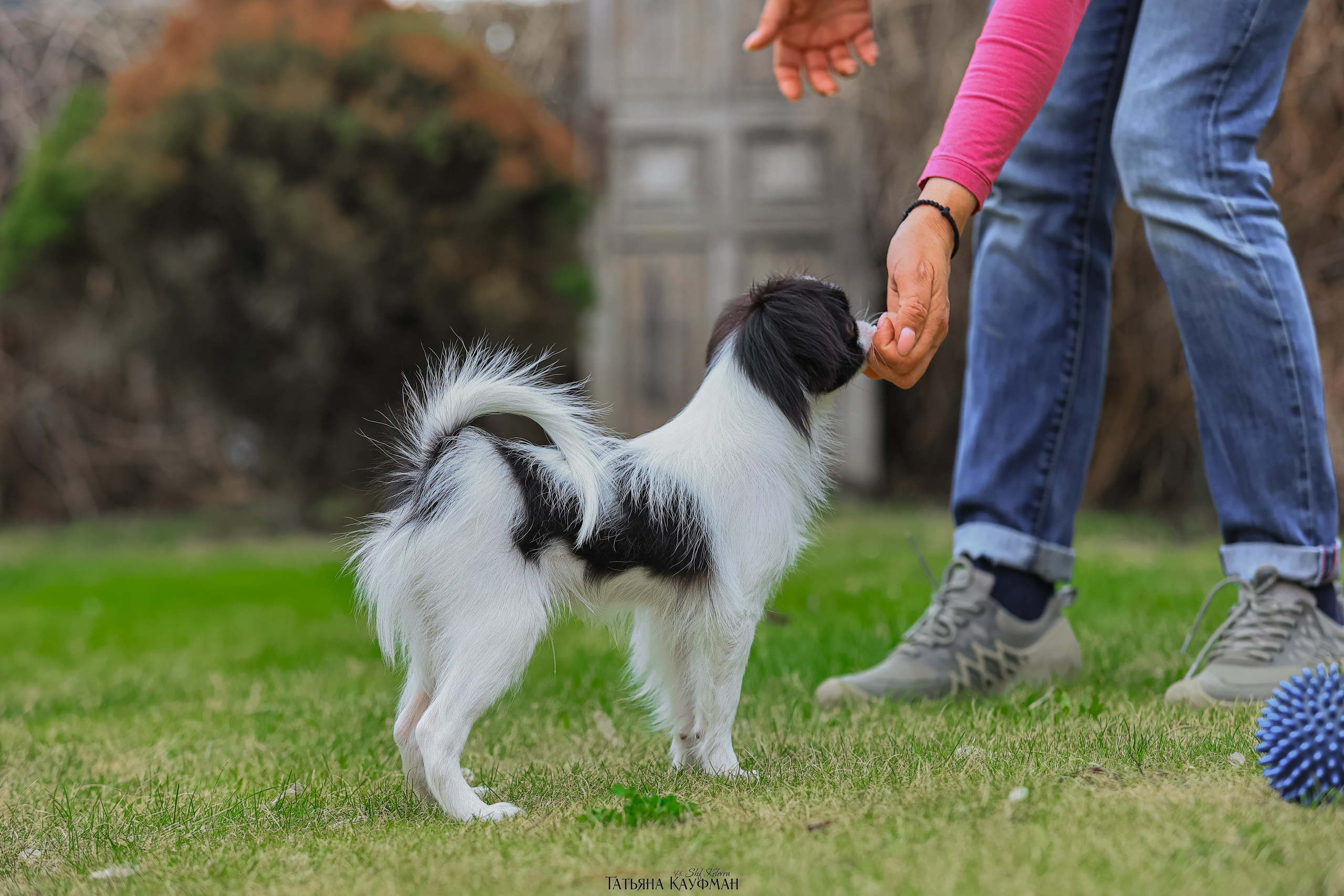 Японский хин, фотография японский хин, собака в цветах, красивая собака, фотограф анималист, фотокурс Анималистика, научиться фотографировать собак, фотограф Новосибирск
