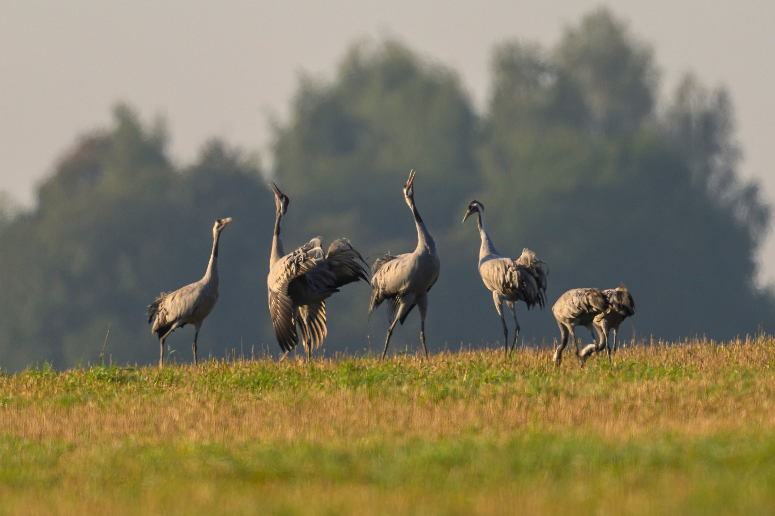 Танцы журавлей. Dances of the Cranes. Фотограф Сергей Пупонин