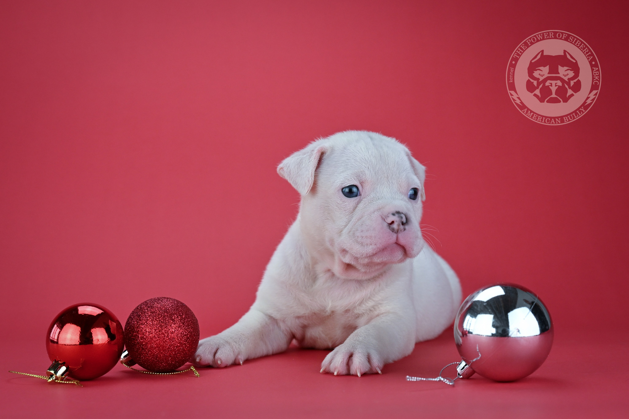 Все свободные щенки. Американский Булли в г. Ростов-на-Дону. Питомник THE POWER OF SIBERIA
