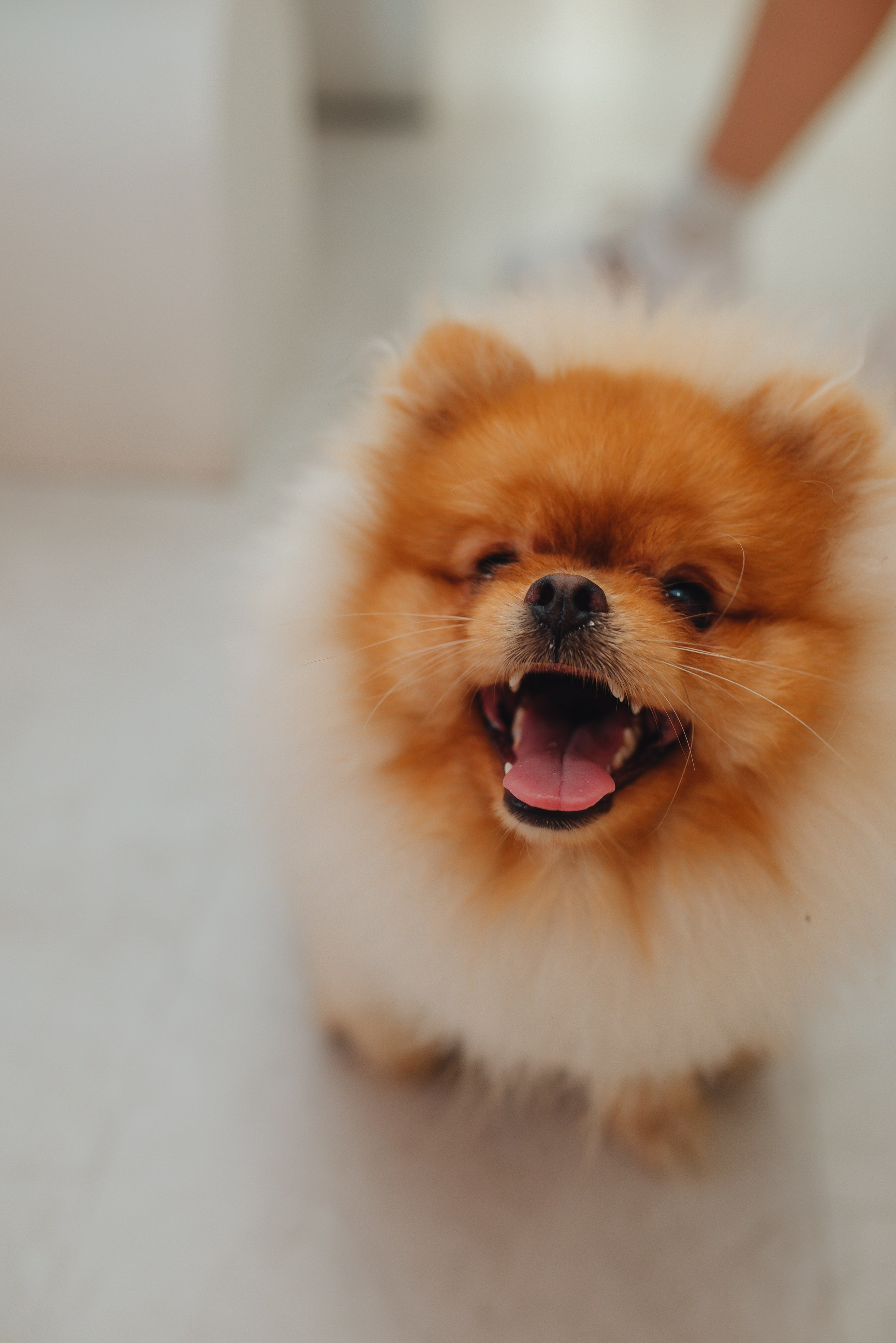 1 год ADDA Prague. Фотограф Прага | Photographer Prague| Фотограф в Праге Яра Куркус