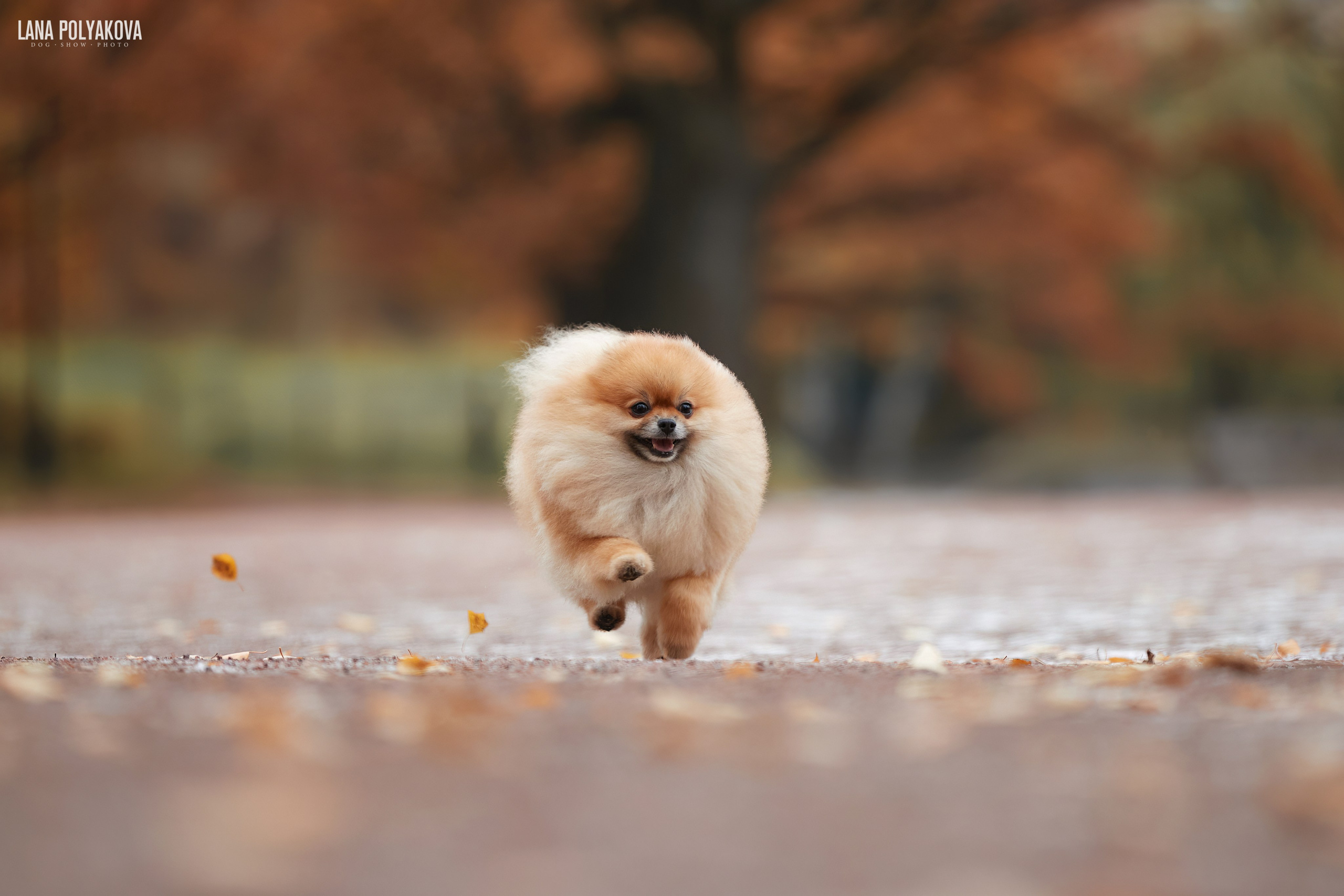 ВЫЕЗДНЫЕ ФОТОСЕССИИ СОБАК. ФОТОГРАФ-АНИМАЛИСТ l LANA POLYAKOVA