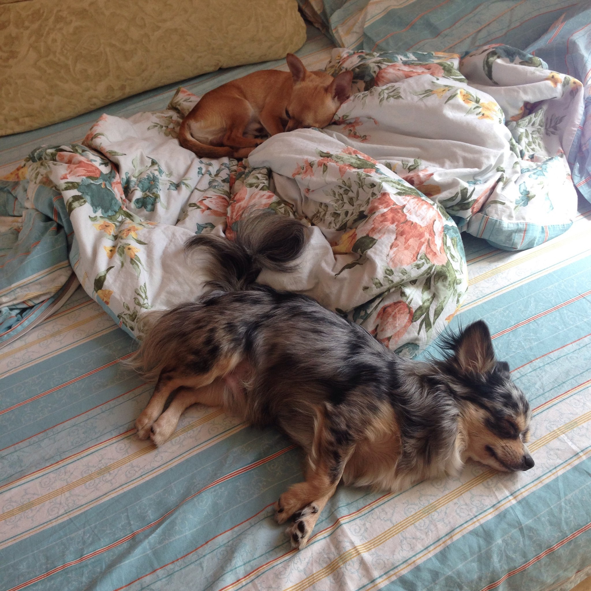 Автор: Виктория Чекалина