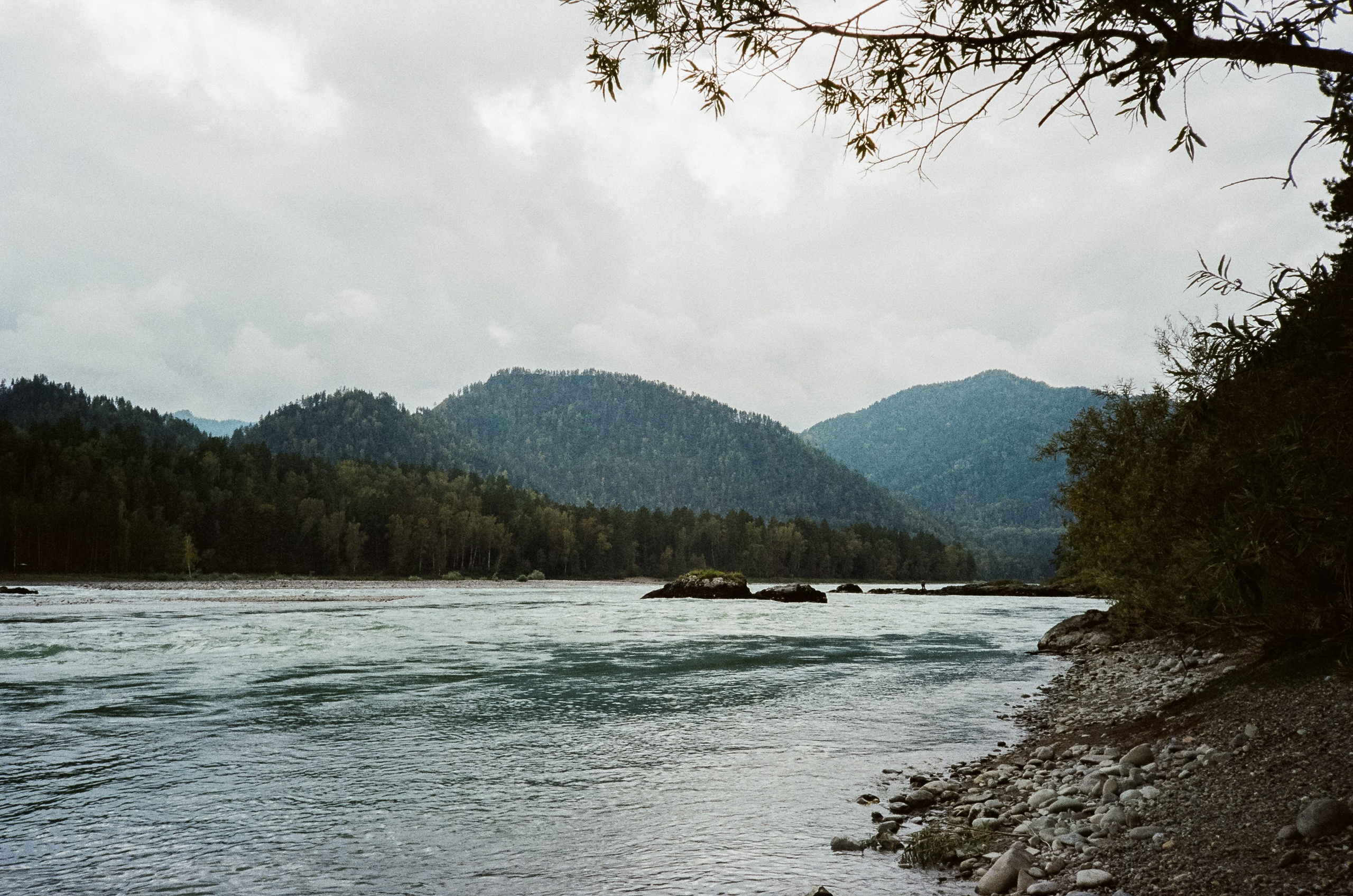 Катунь и сосны на базе Беррель. Ботанический сад. Фотограф-документалист Мария Осокина