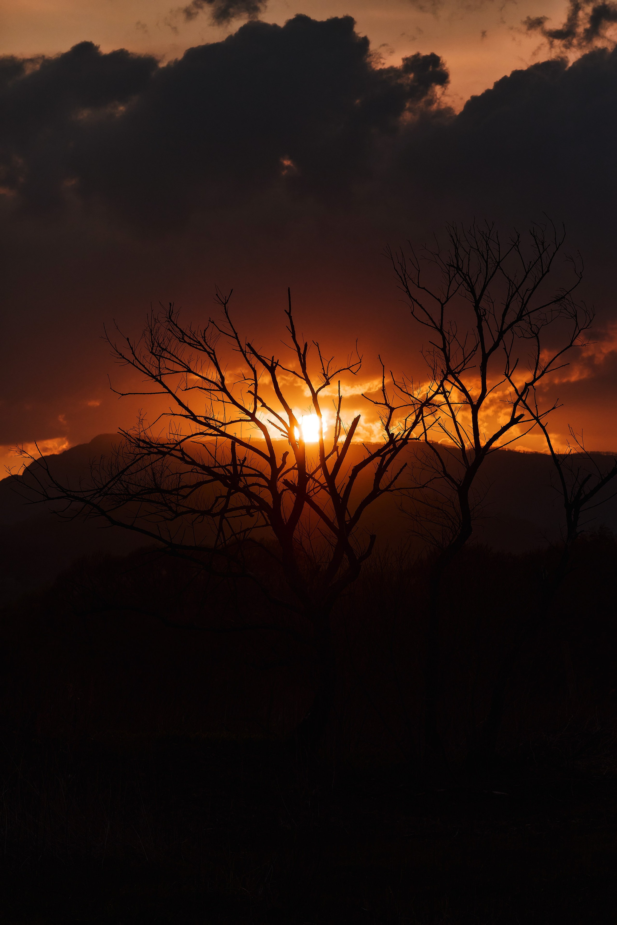 Чандалаз, дерево и насыщенный алый закат