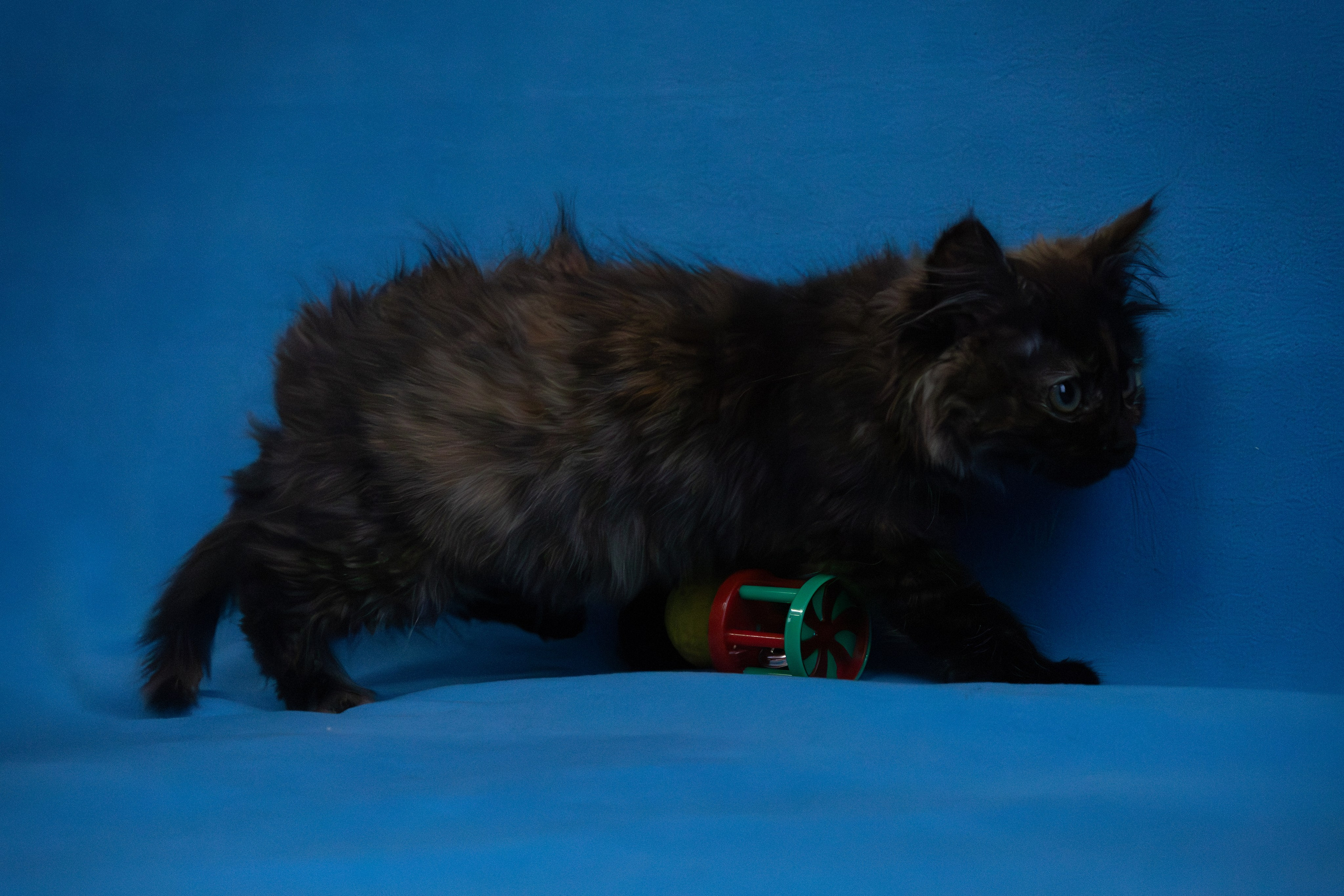 Домошняя съемка кошки Бусинки для поиска семьи. Фотограф-анималист в Москве Екатерина Тихонова