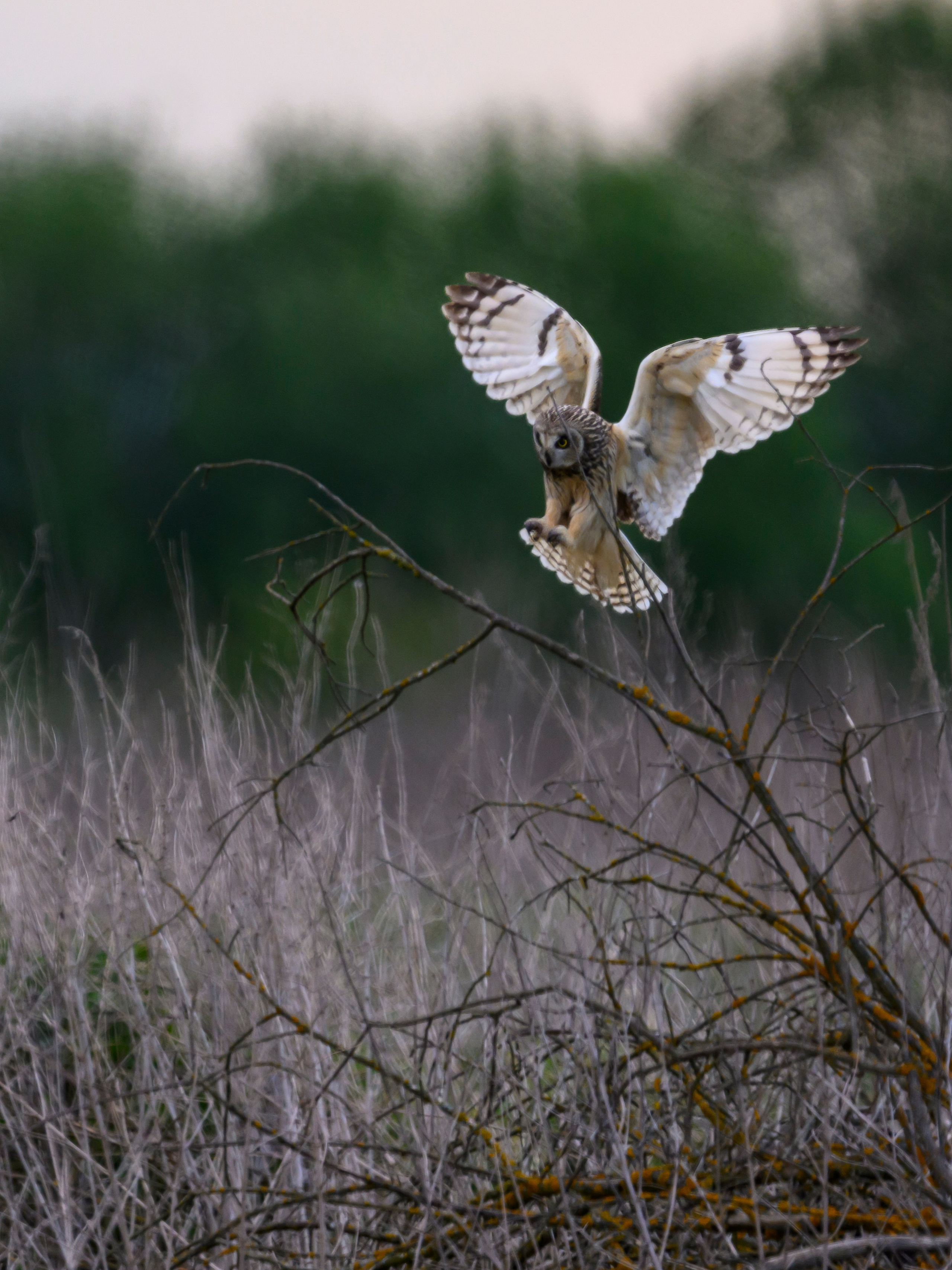 Охота сов и схватка с лунем. Фотограф Сергей Пупонин