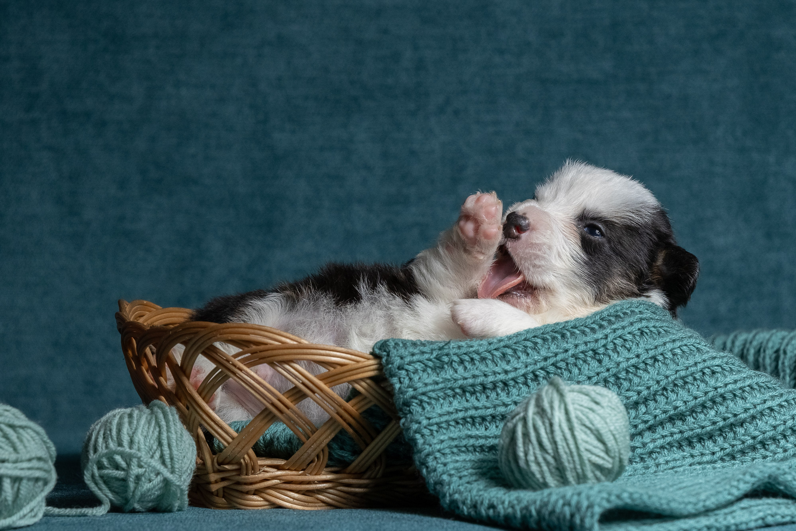 Купить щенка вельш корги кардиган из питомника Ice Fantasy. Купить щенка Вельш-корги-кардиган в семейном питомнике — Ice Fantasy