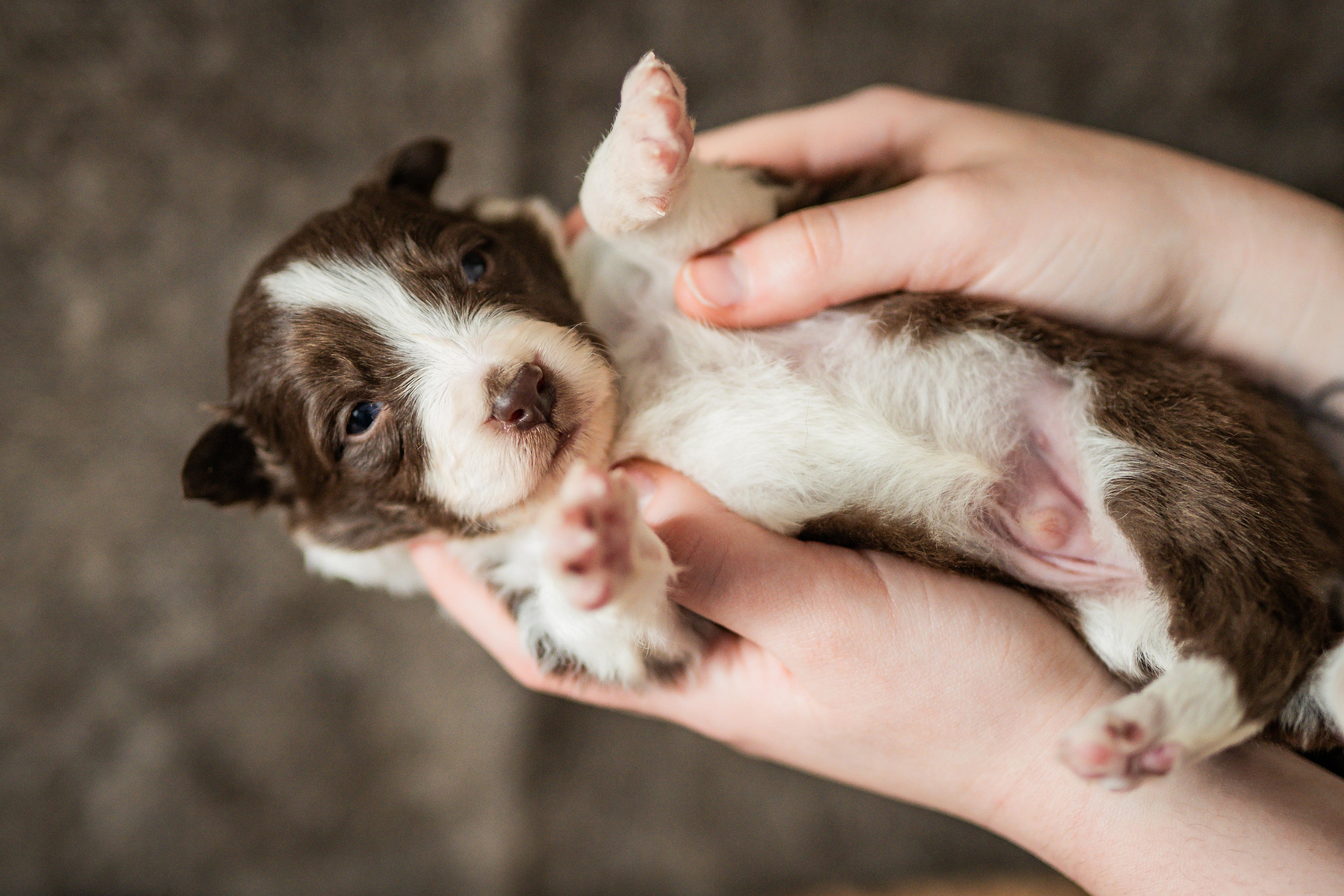 Фритсвит. Семейный фотограф Ефремова Виктория