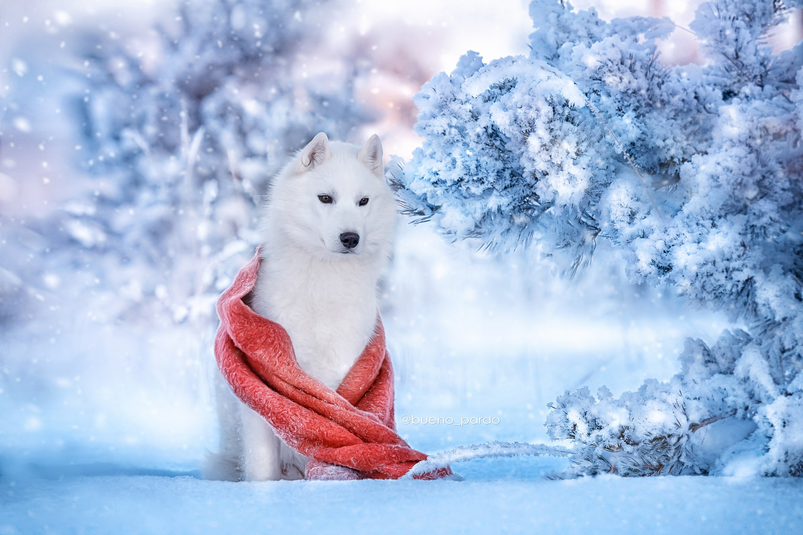 Собаки питомника Bueno Pardo. Питомник собак Акита, Хаски, Корги